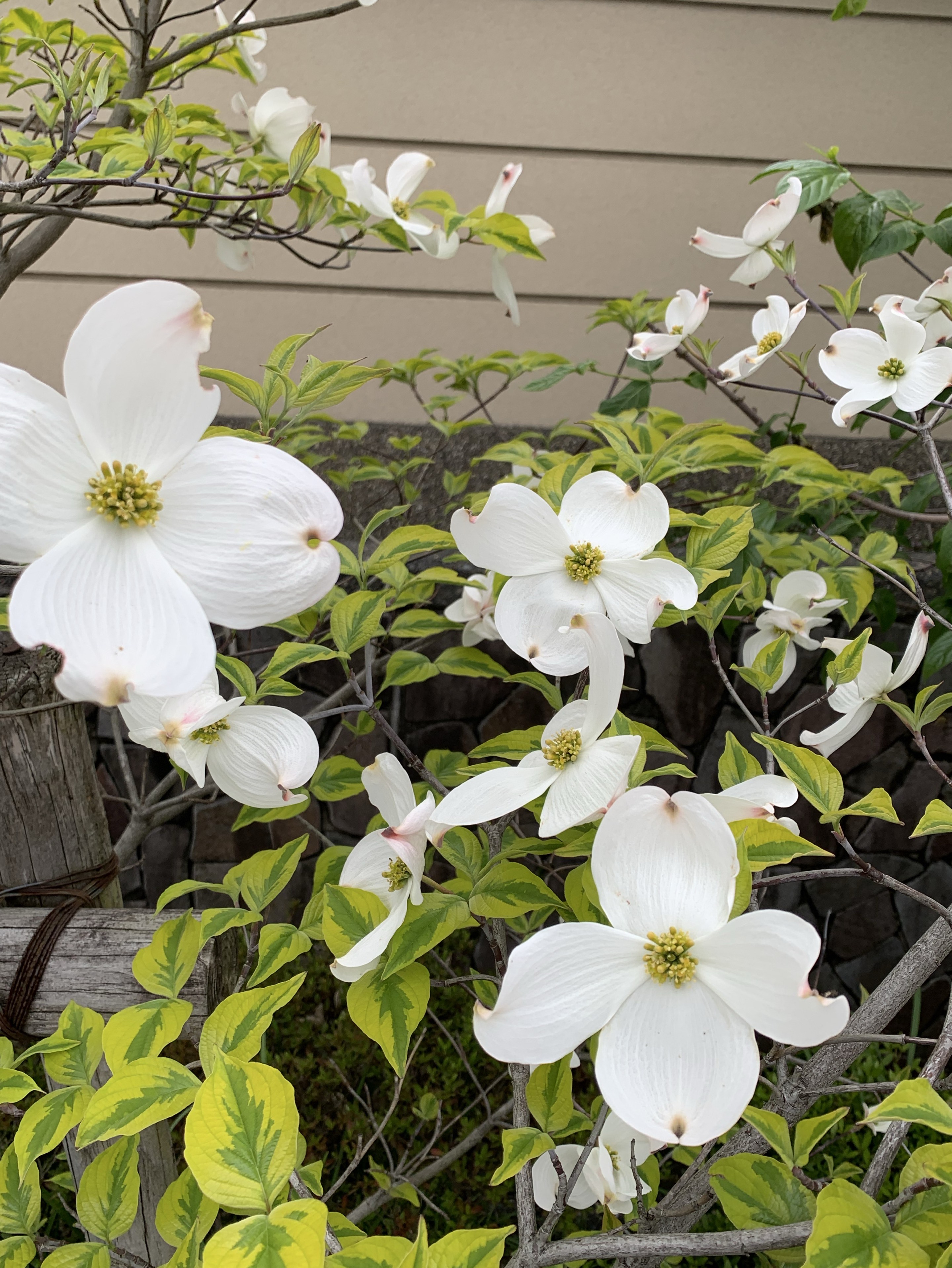 無言カフェ勉強枠🧸