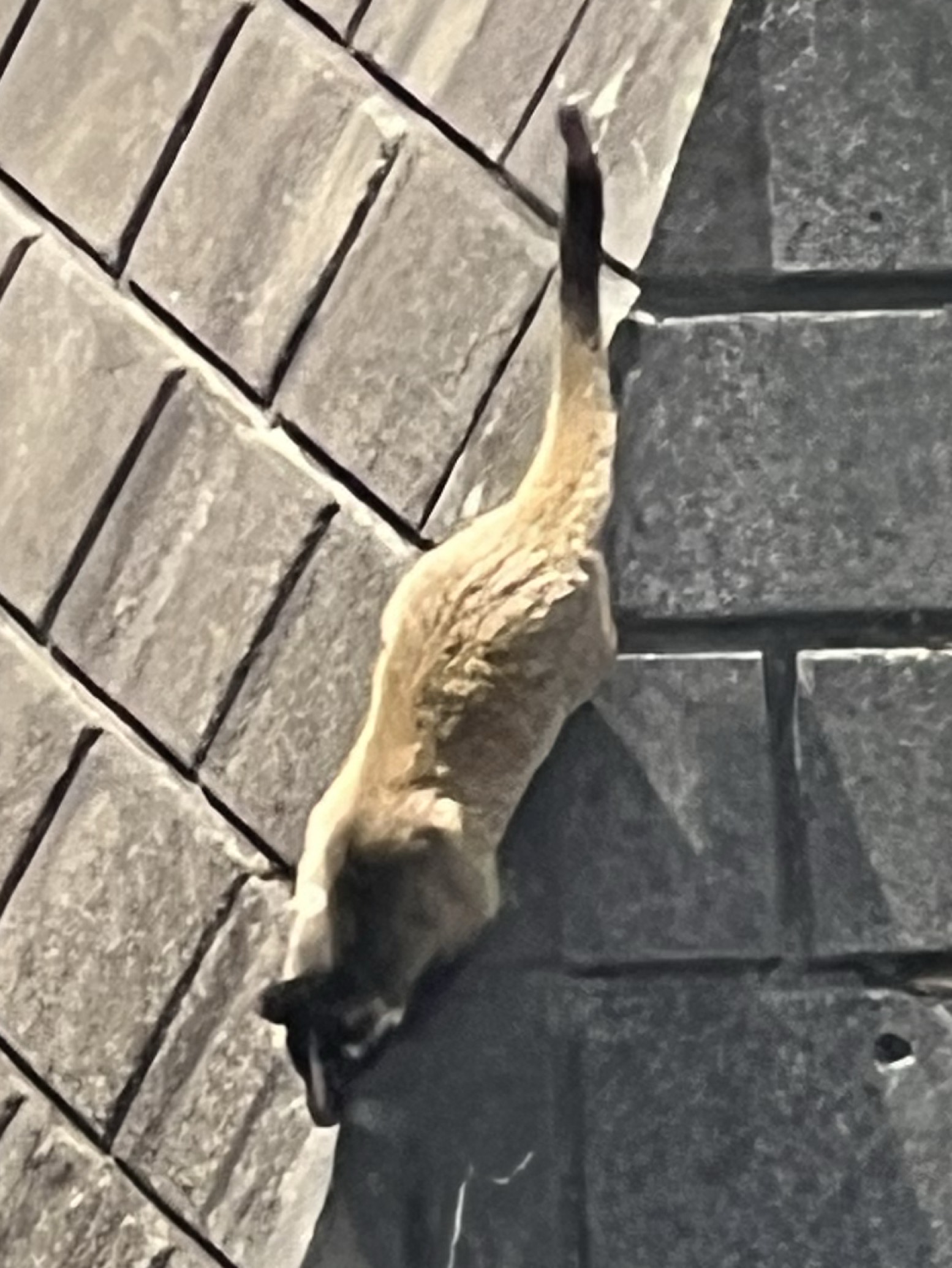 雑談‪‪ ·͜·暇だね