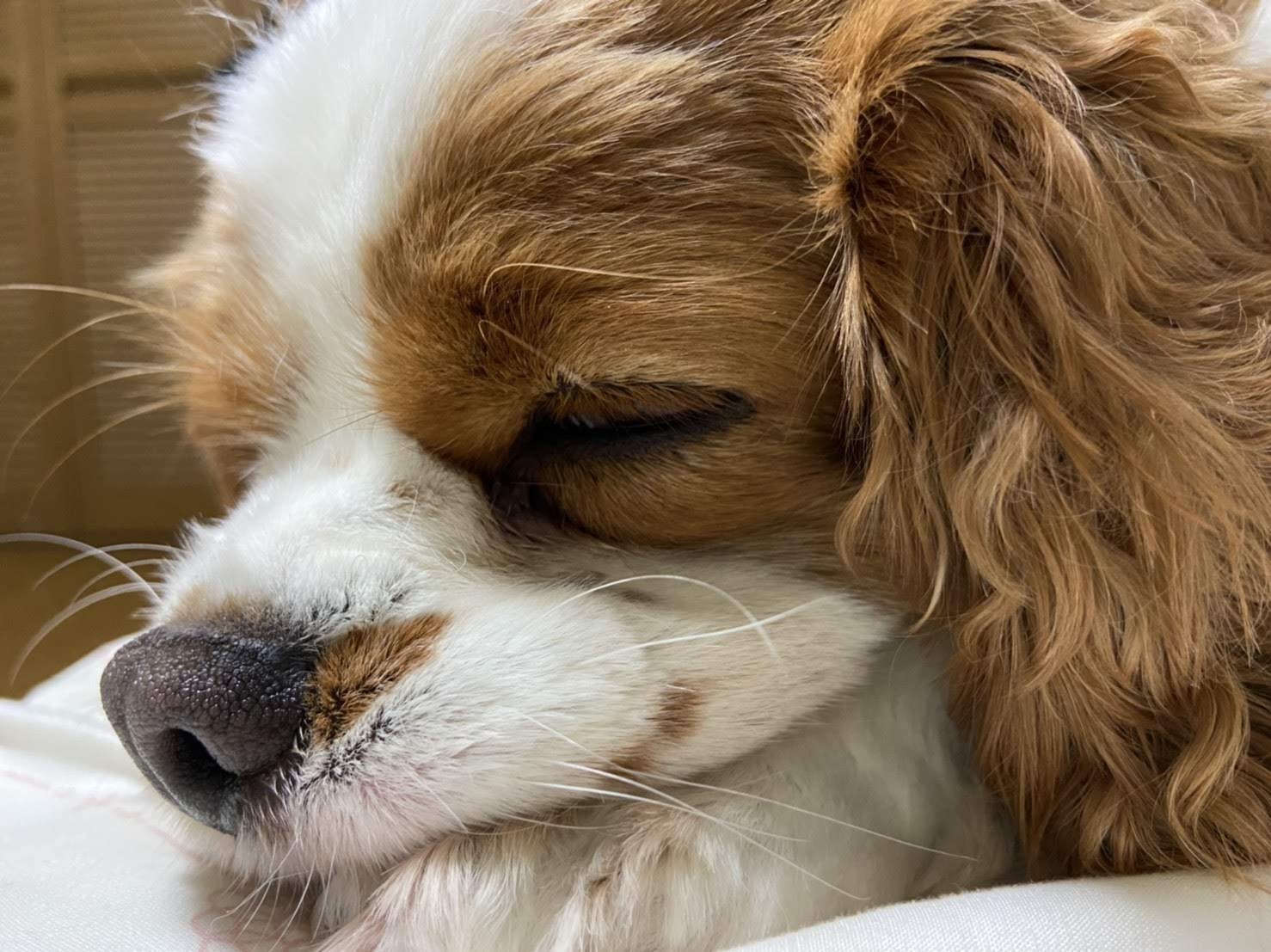 はなしませんか