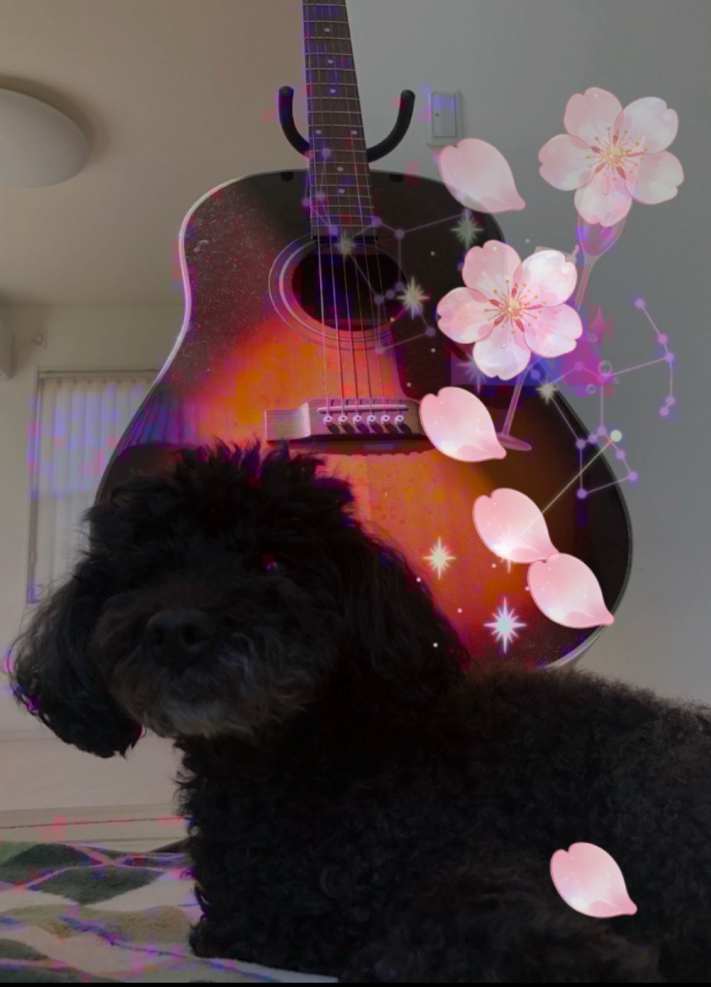 あんこおじさんのギター奮闘記