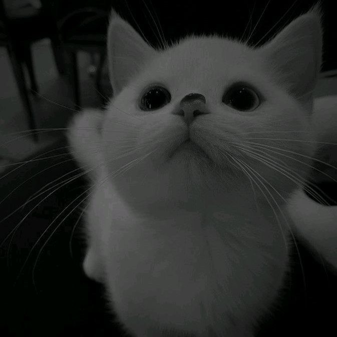 ☽ ︎︎