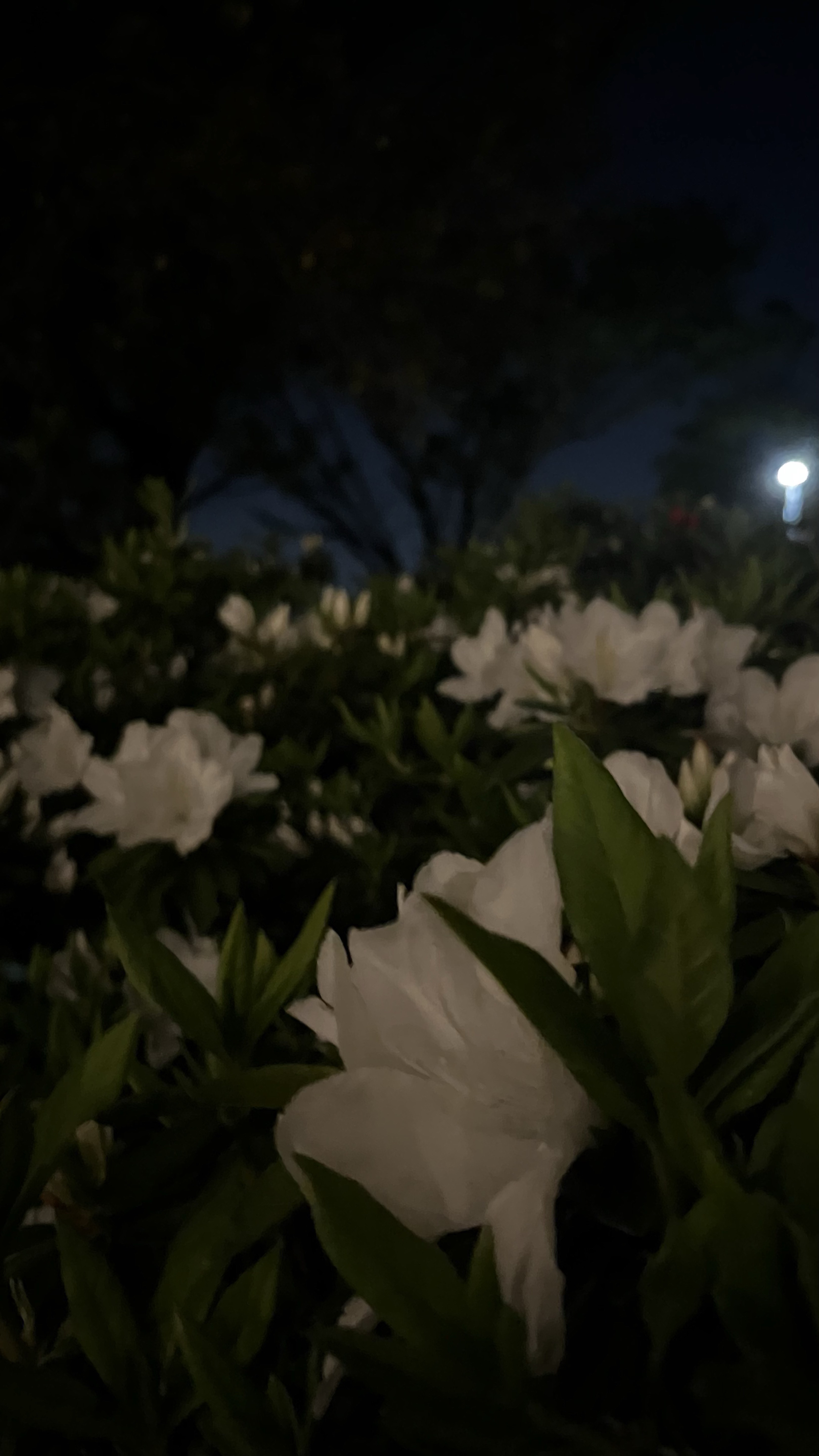 夜が終わりそう