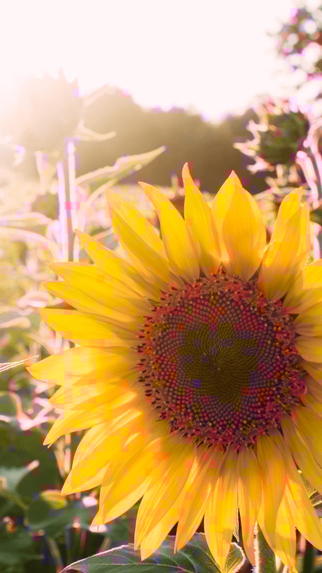 ゲリラ🐼暇つぶし
