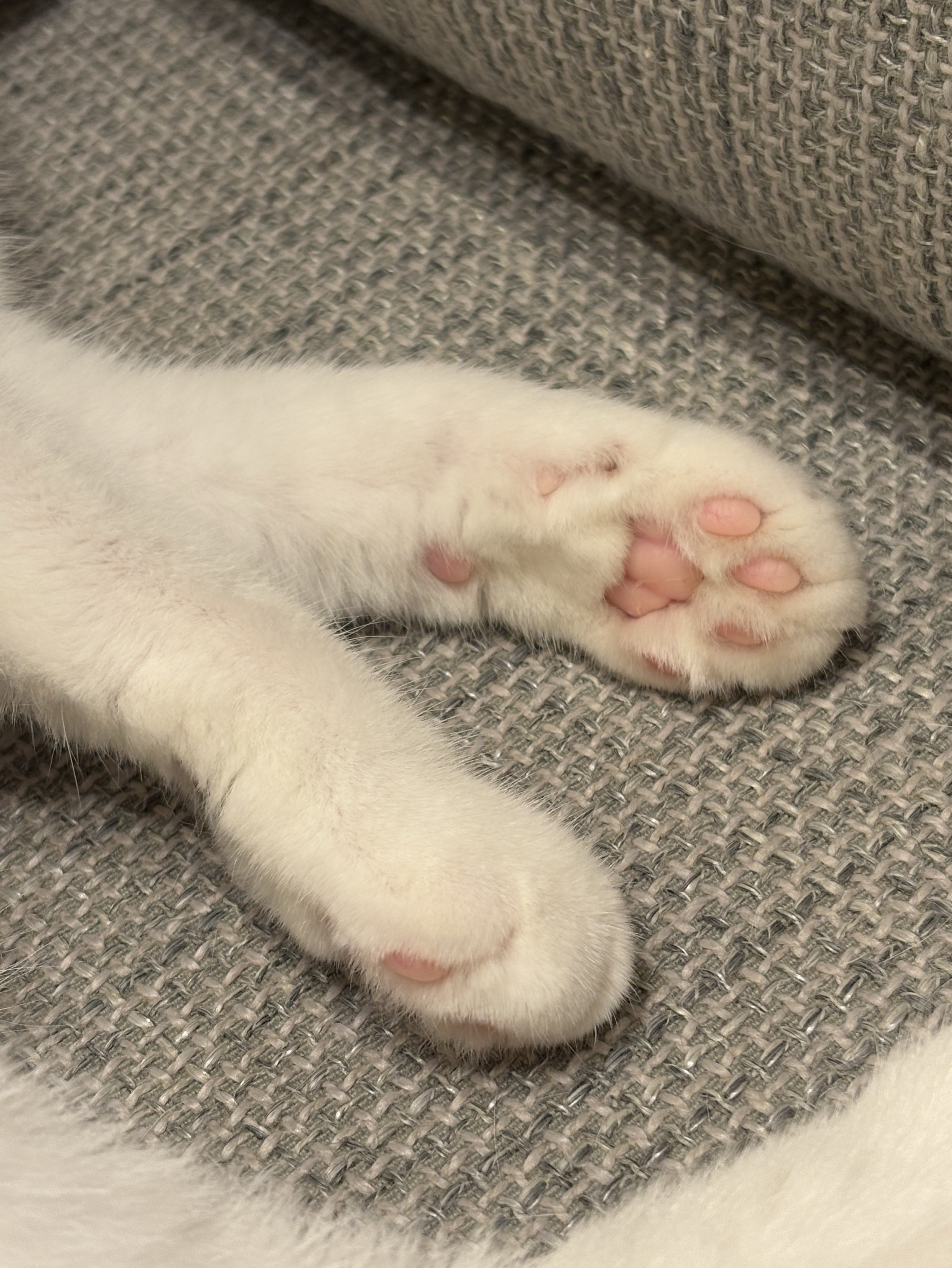 バレー見てるけどなんとなく暇