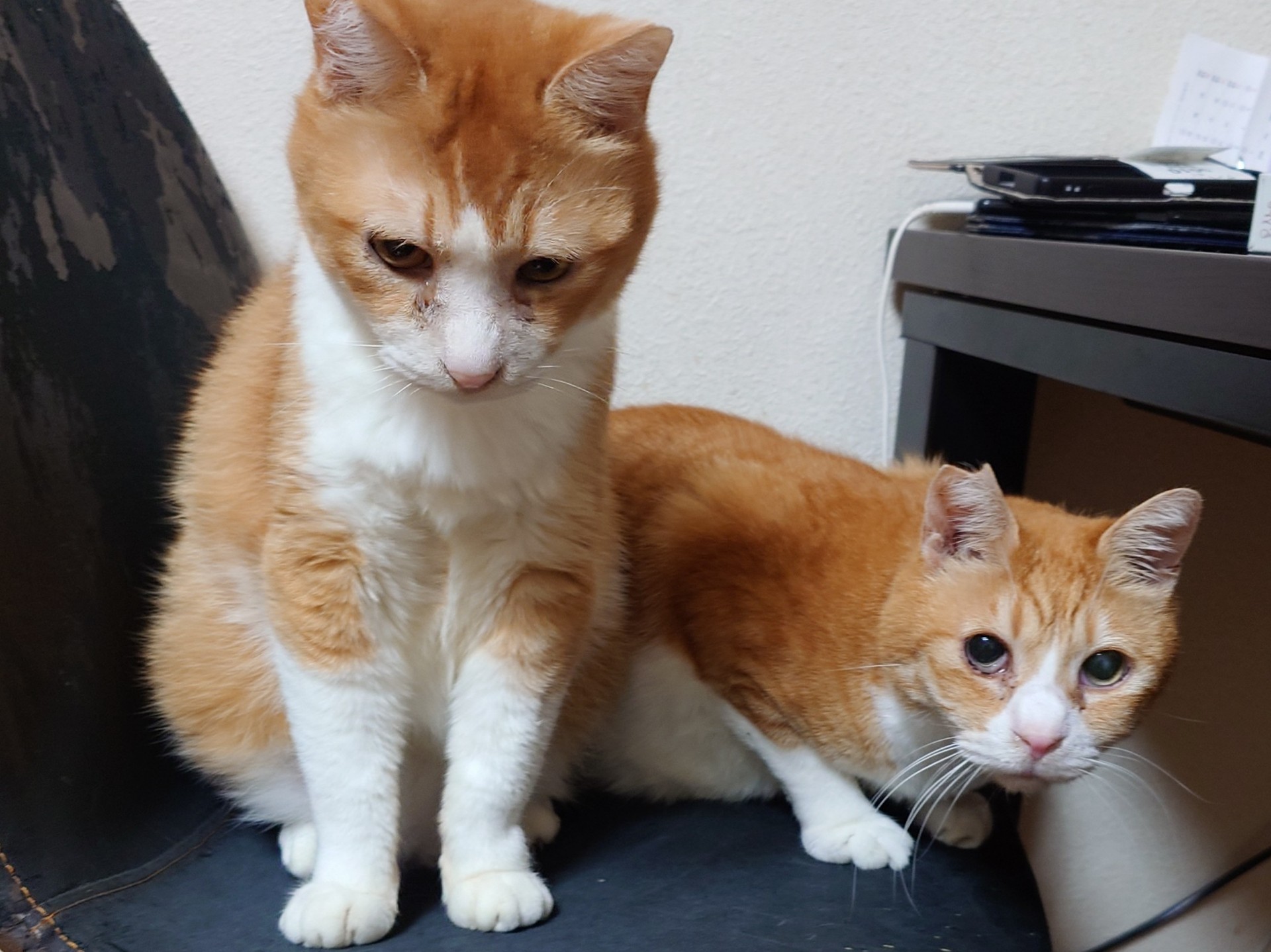 お猫様のごはん