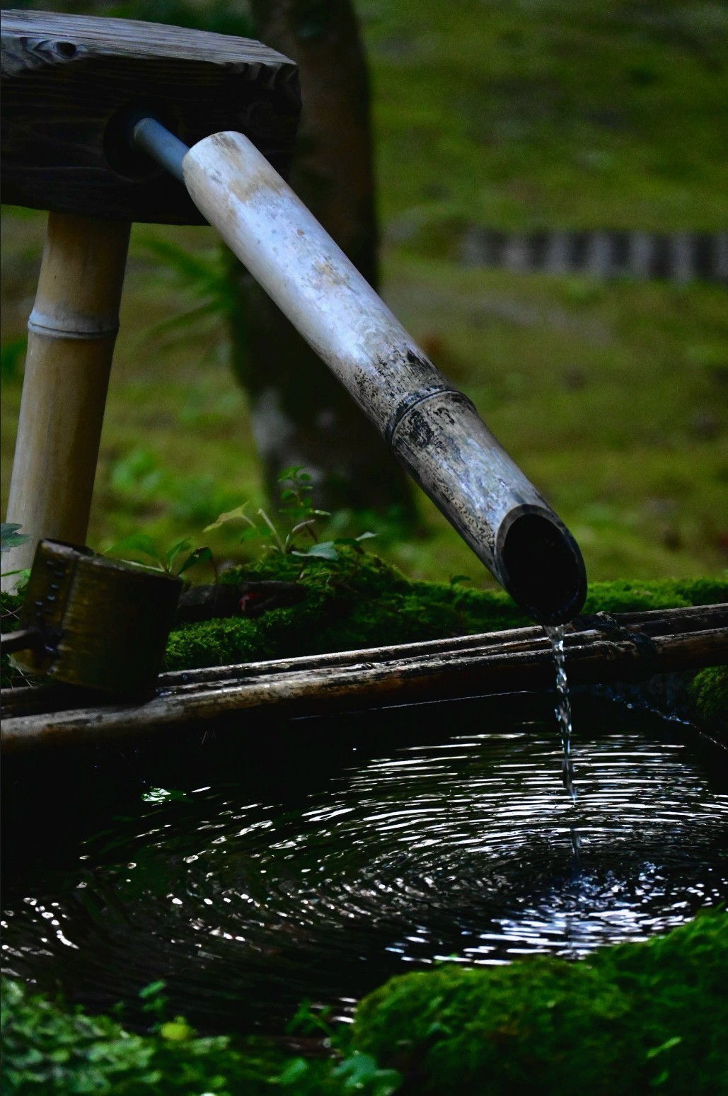 ( ひ•ω•ま )コラボ待ち