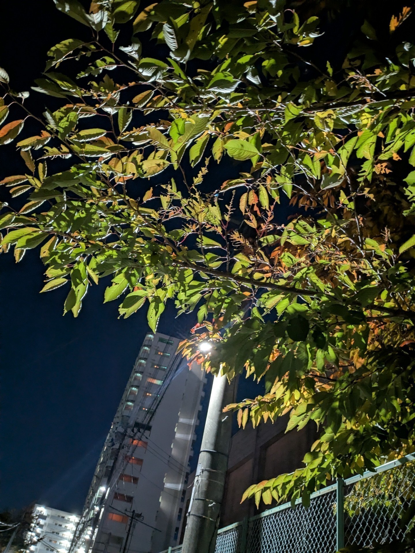 初潜️⭕️寝ろ寝ろ寝ろ〜！(寝落ち？)