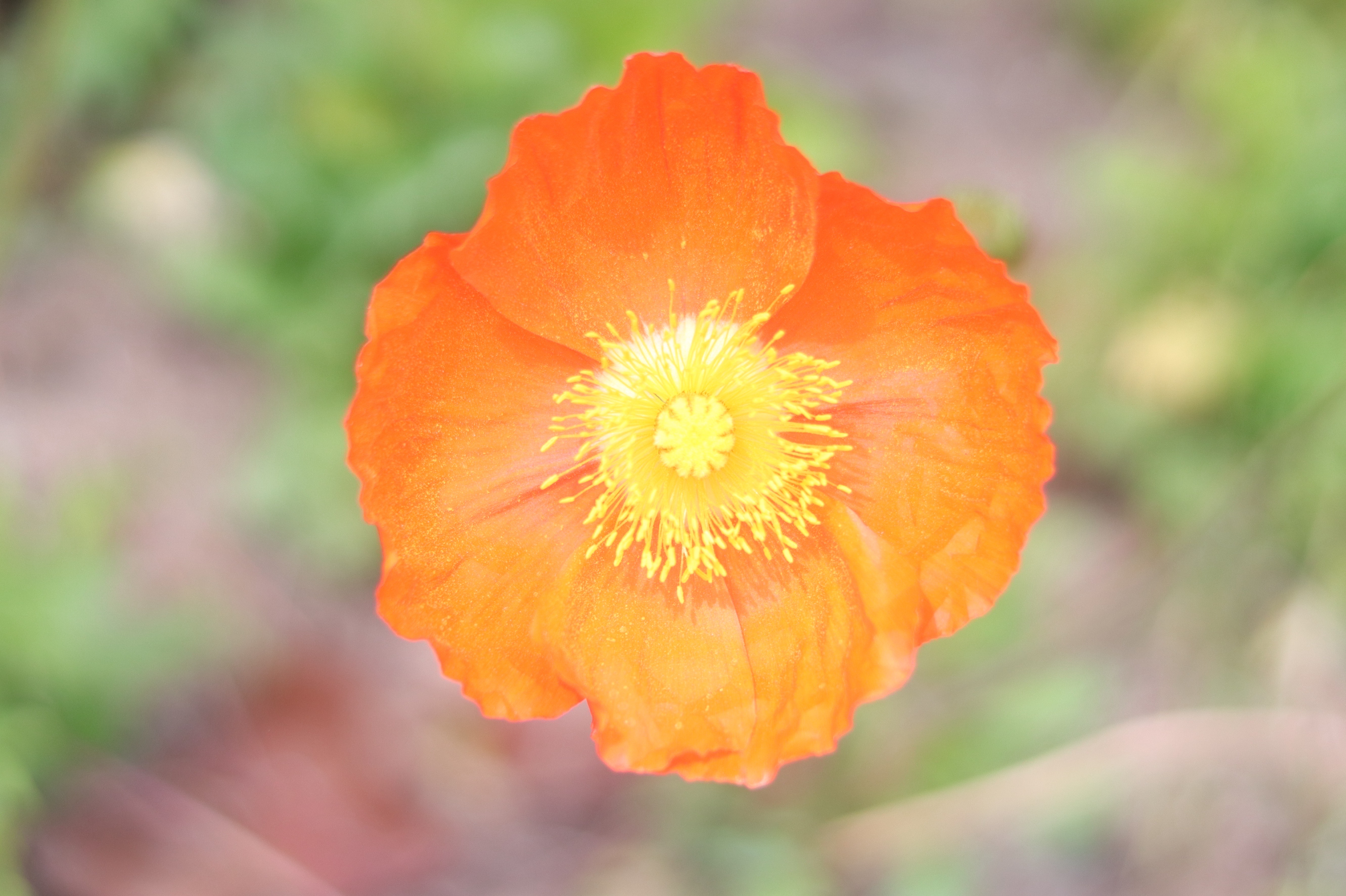 初見さん◎まったり雑談しながら勉強中