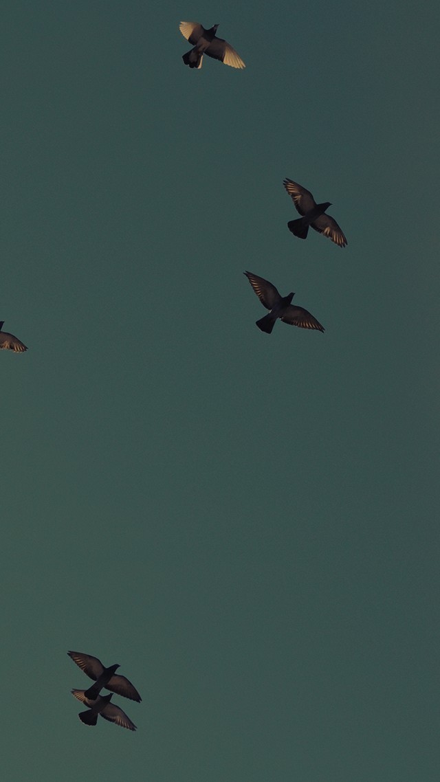 友達募集中です。誰か話そ