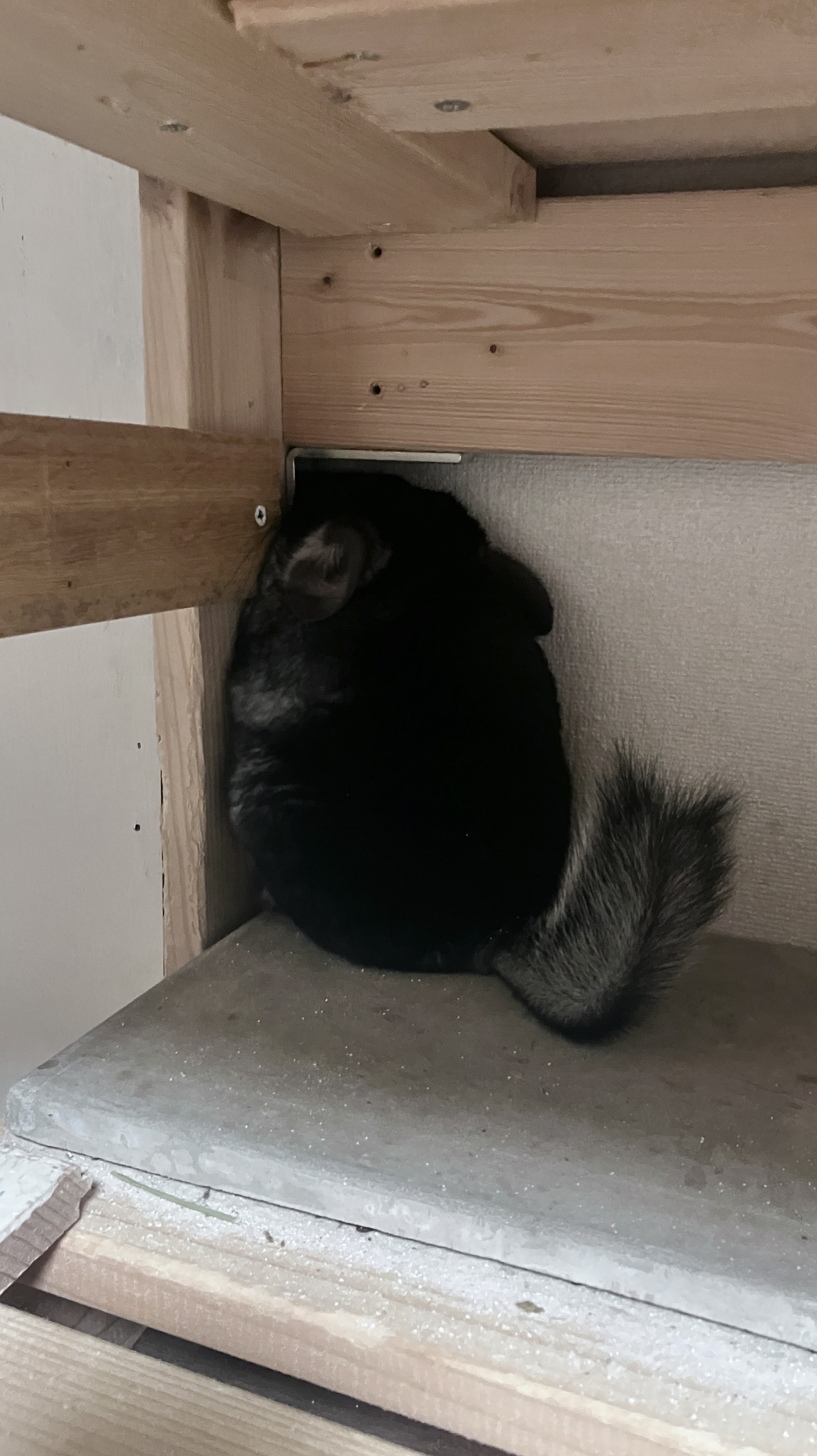 初見◎わわわわわわわ