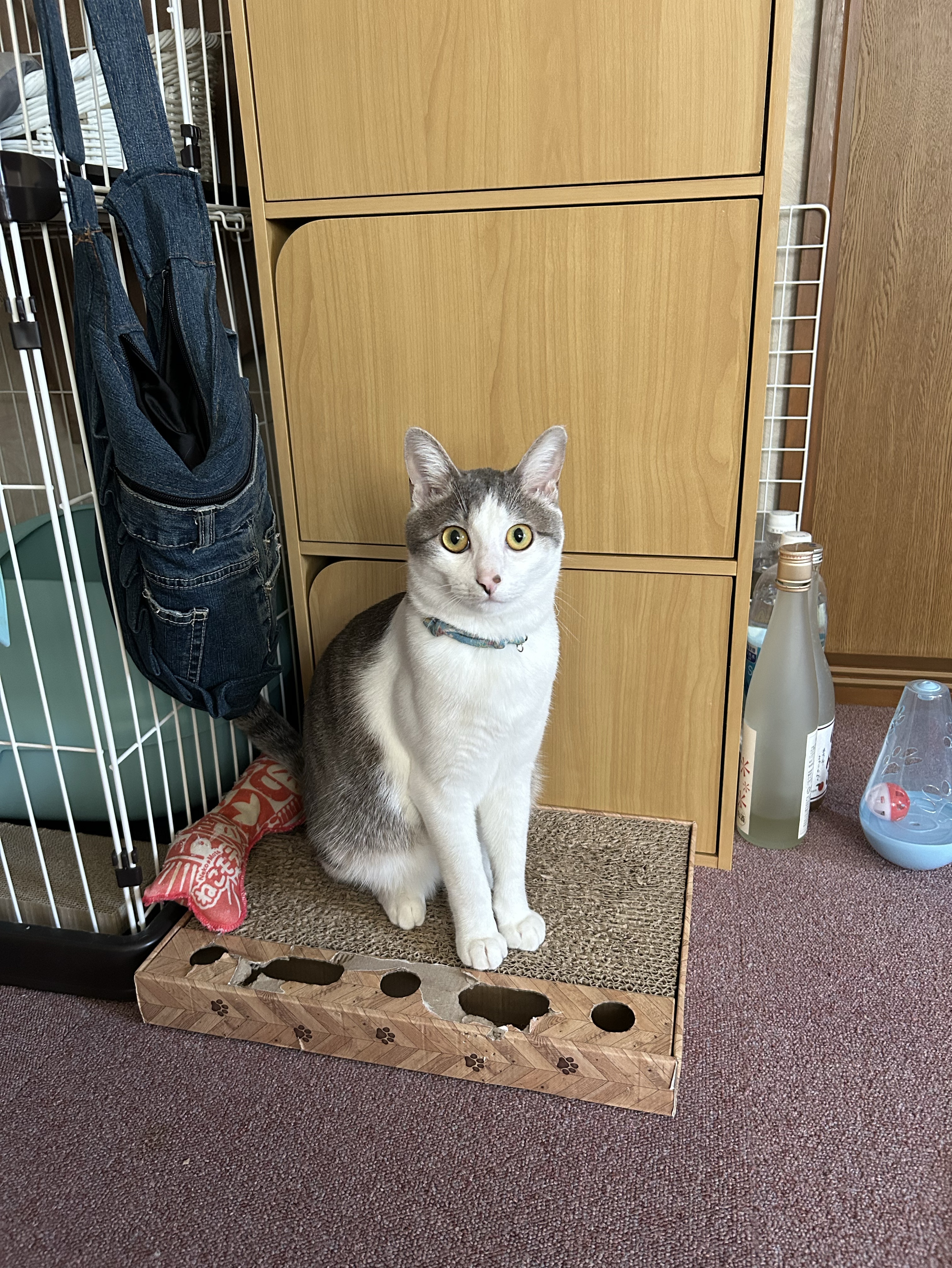 中低音/介護福祉士 まったりを貴方へ🐇ྀ