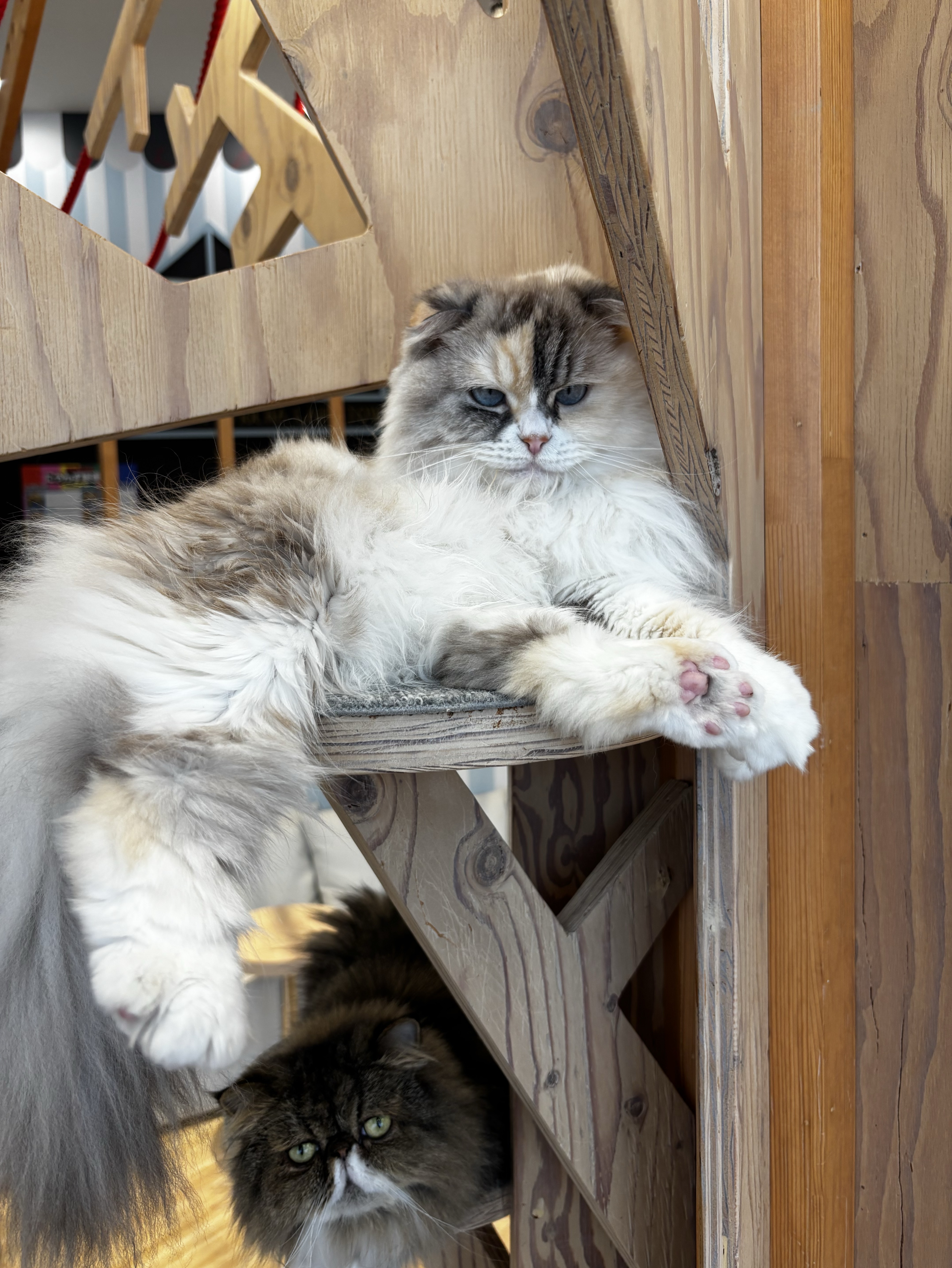 Newいちばんの癒声