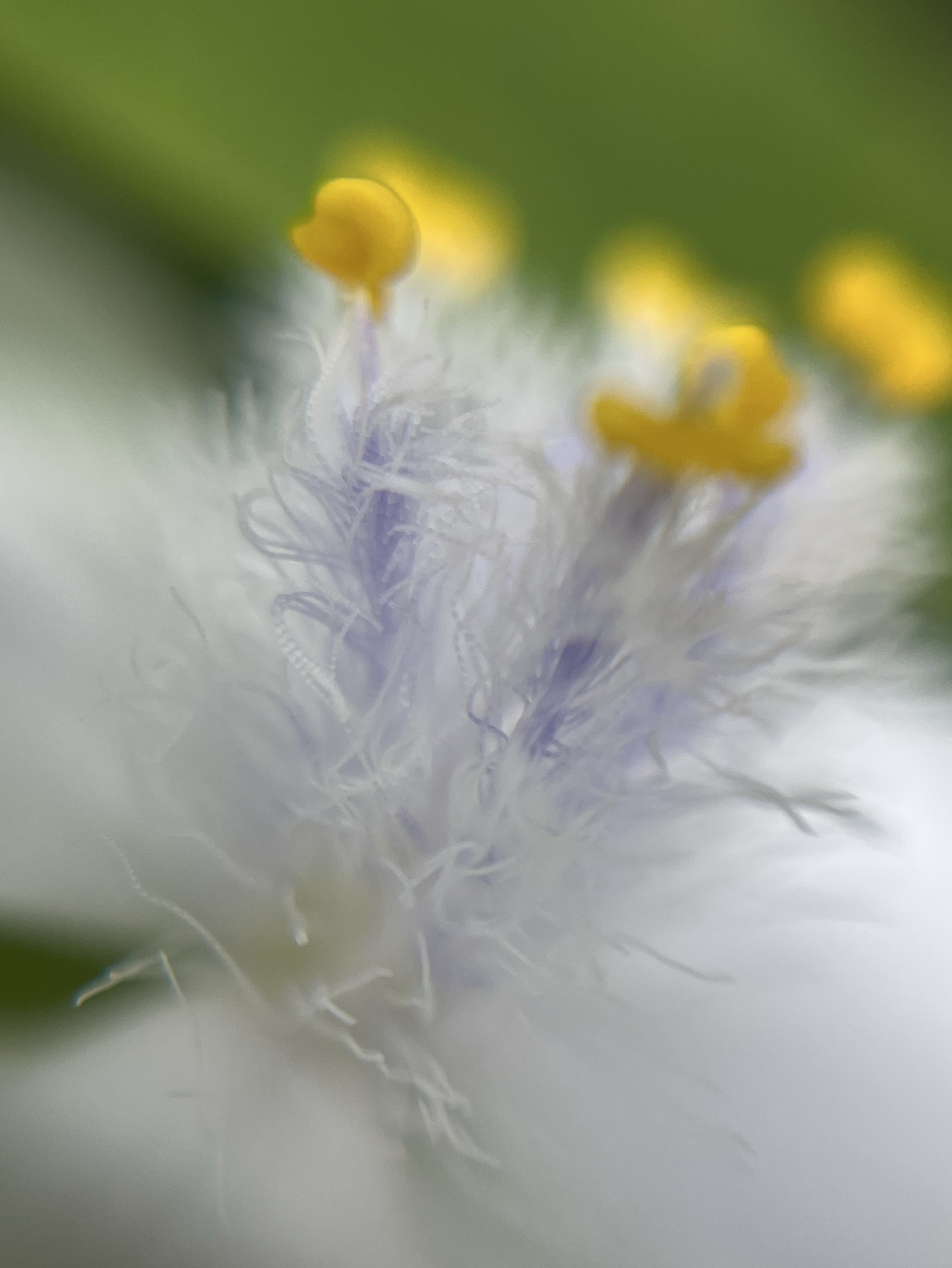 午後のウクレレ弾き語り