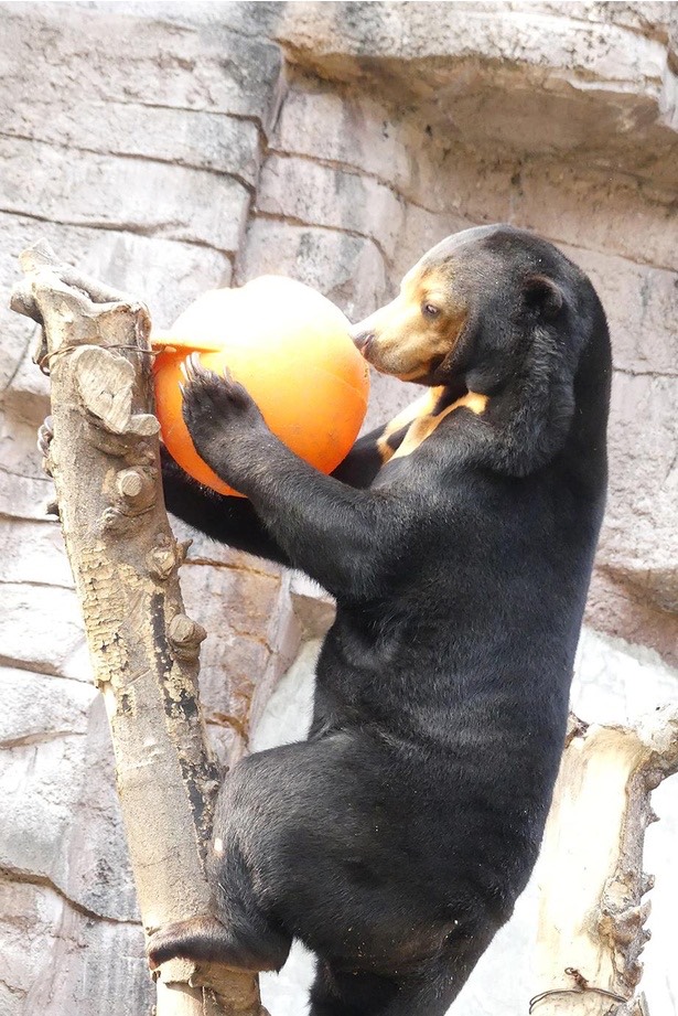 中低音/介護福祉士 元気×まったりを