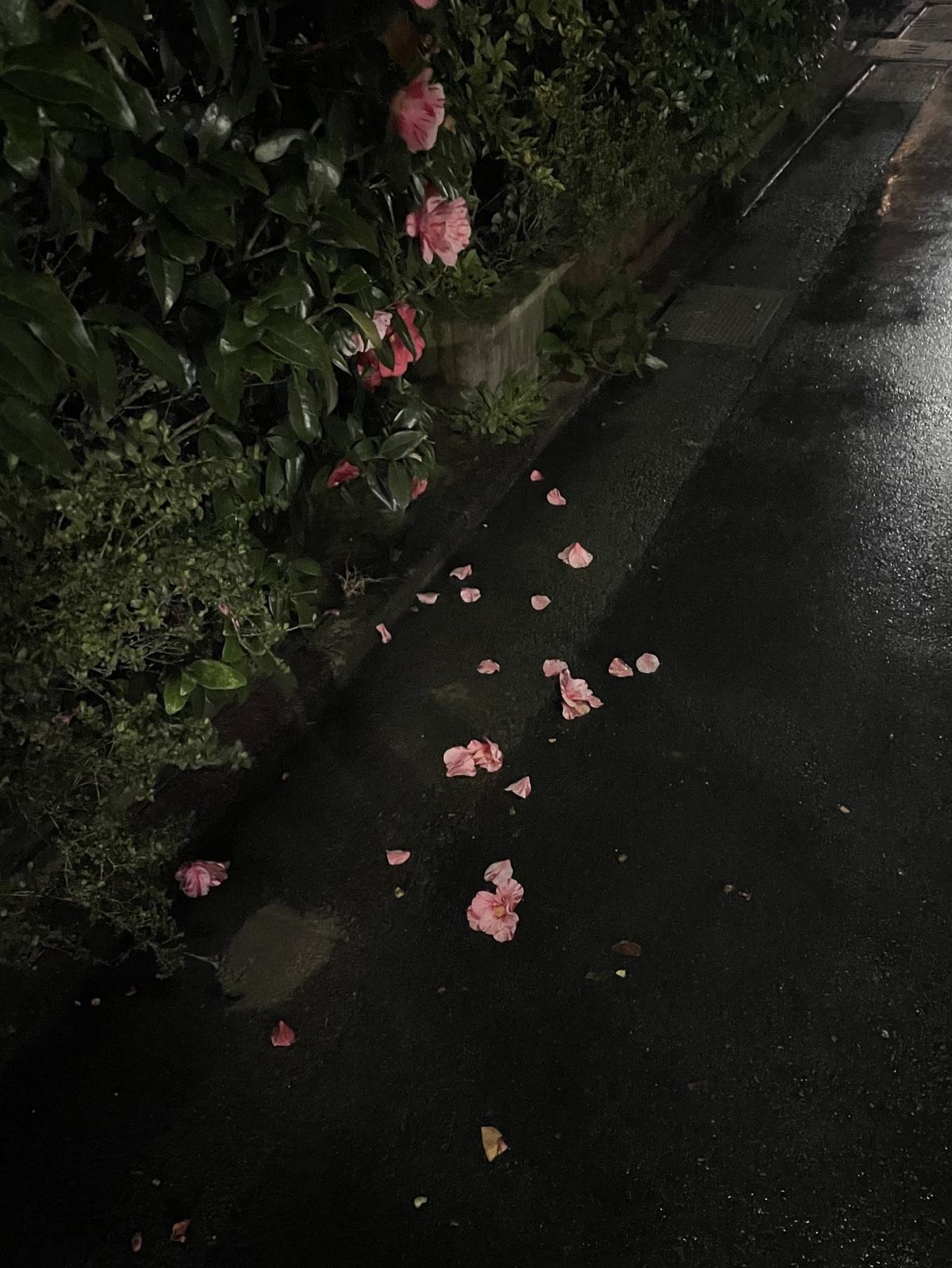 🪞🪄︎︎⟡.·