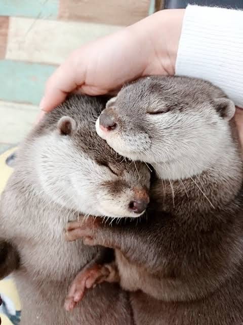 𖠿𖧧誰かの寝落ち枠。