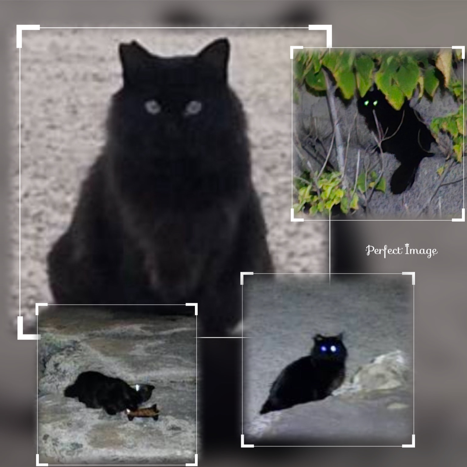 無料タロット占い