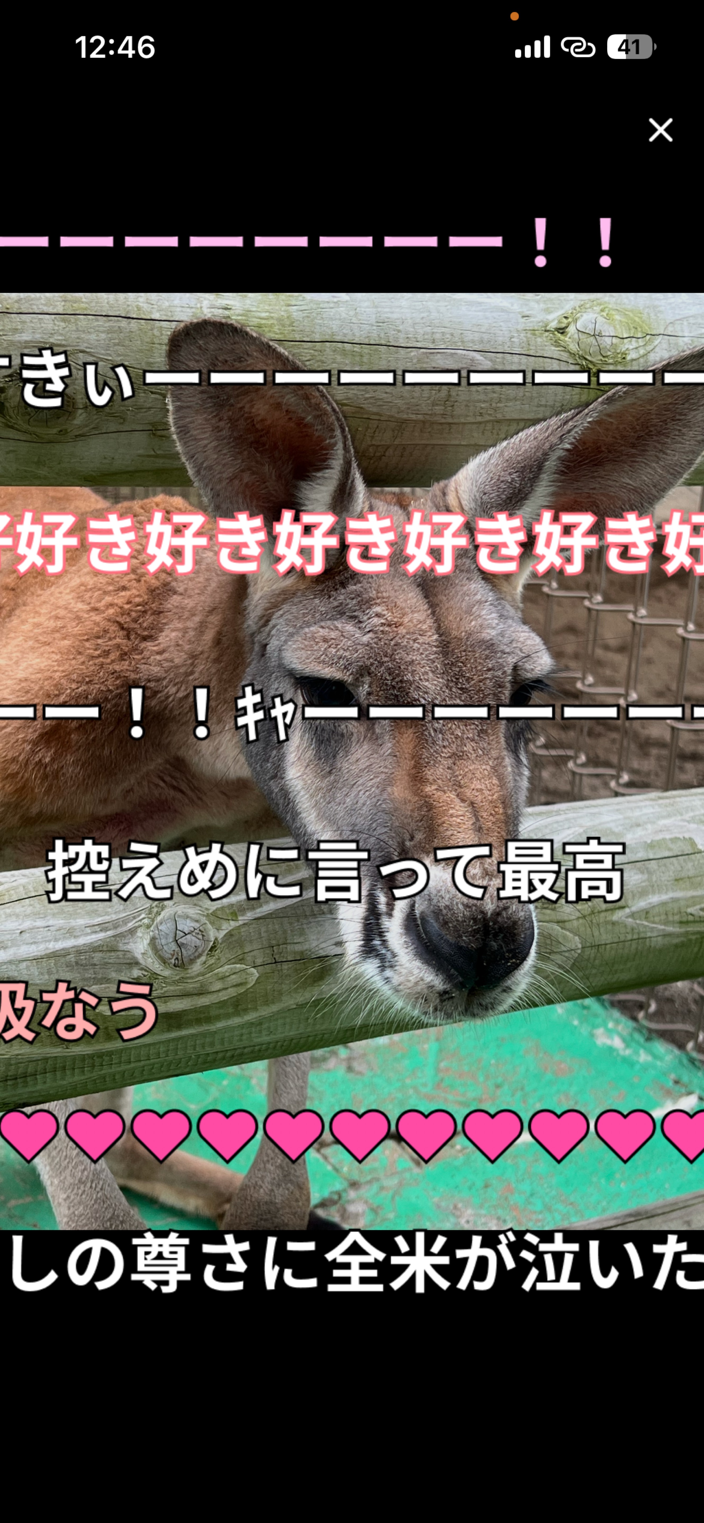 今日はゴリラじゃないよ