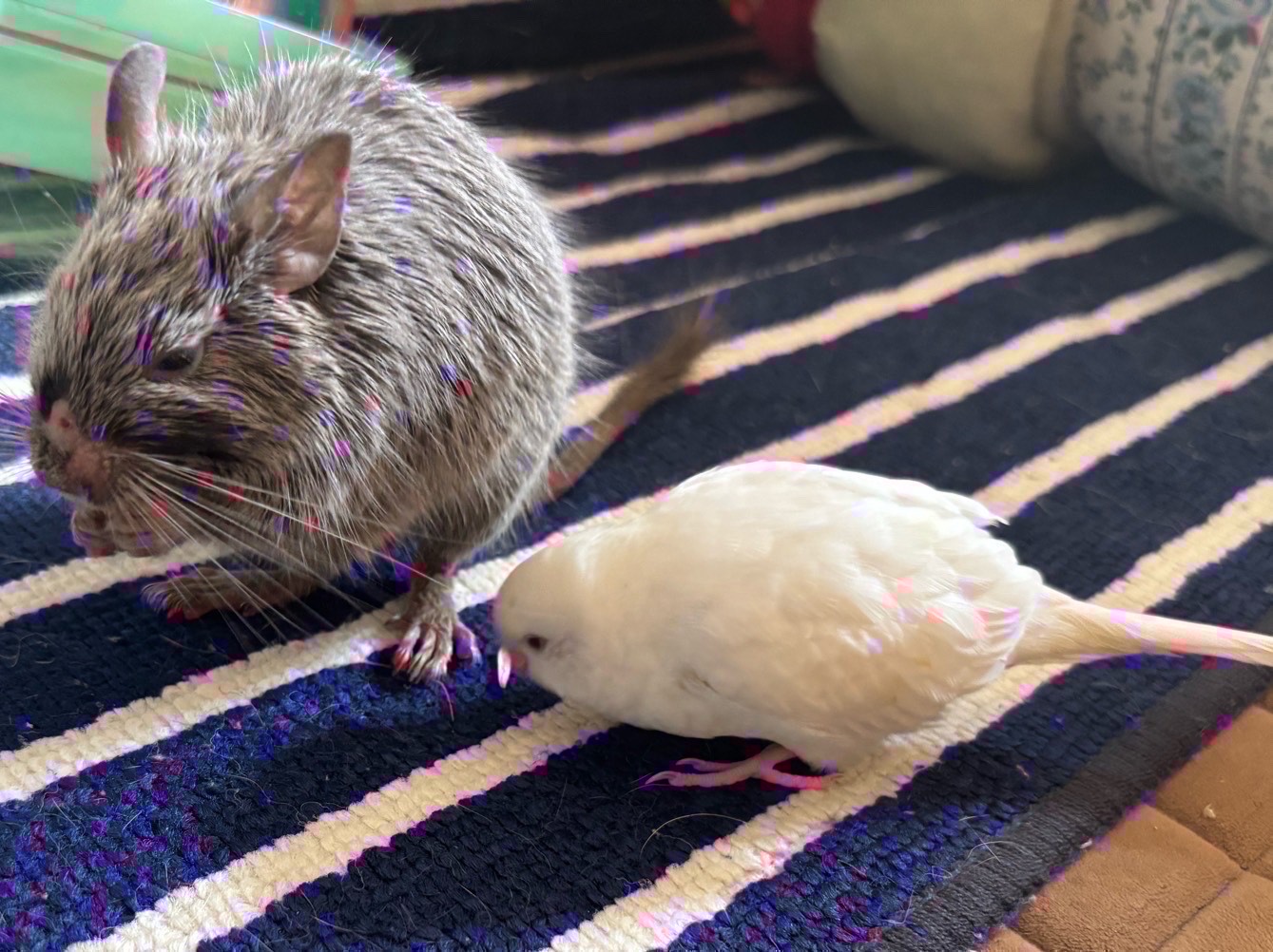 初見〇寝落ち〇雑談