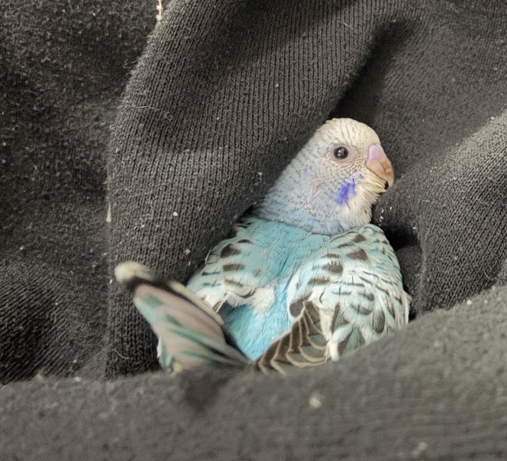 コラボ○初見○枠主も寝る寝落ち枠