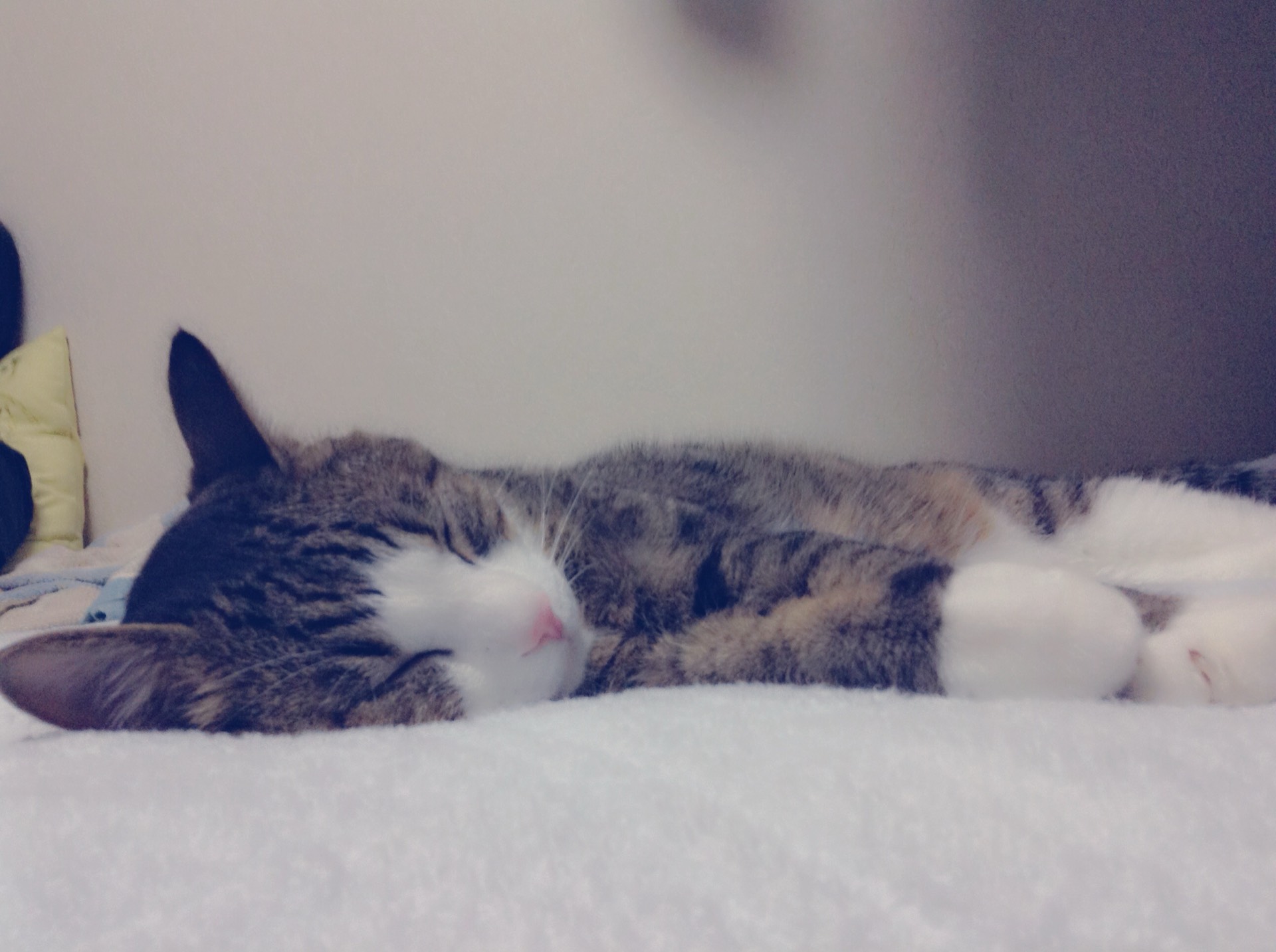 お 寝 坊 さ ん 𓈒𓏸