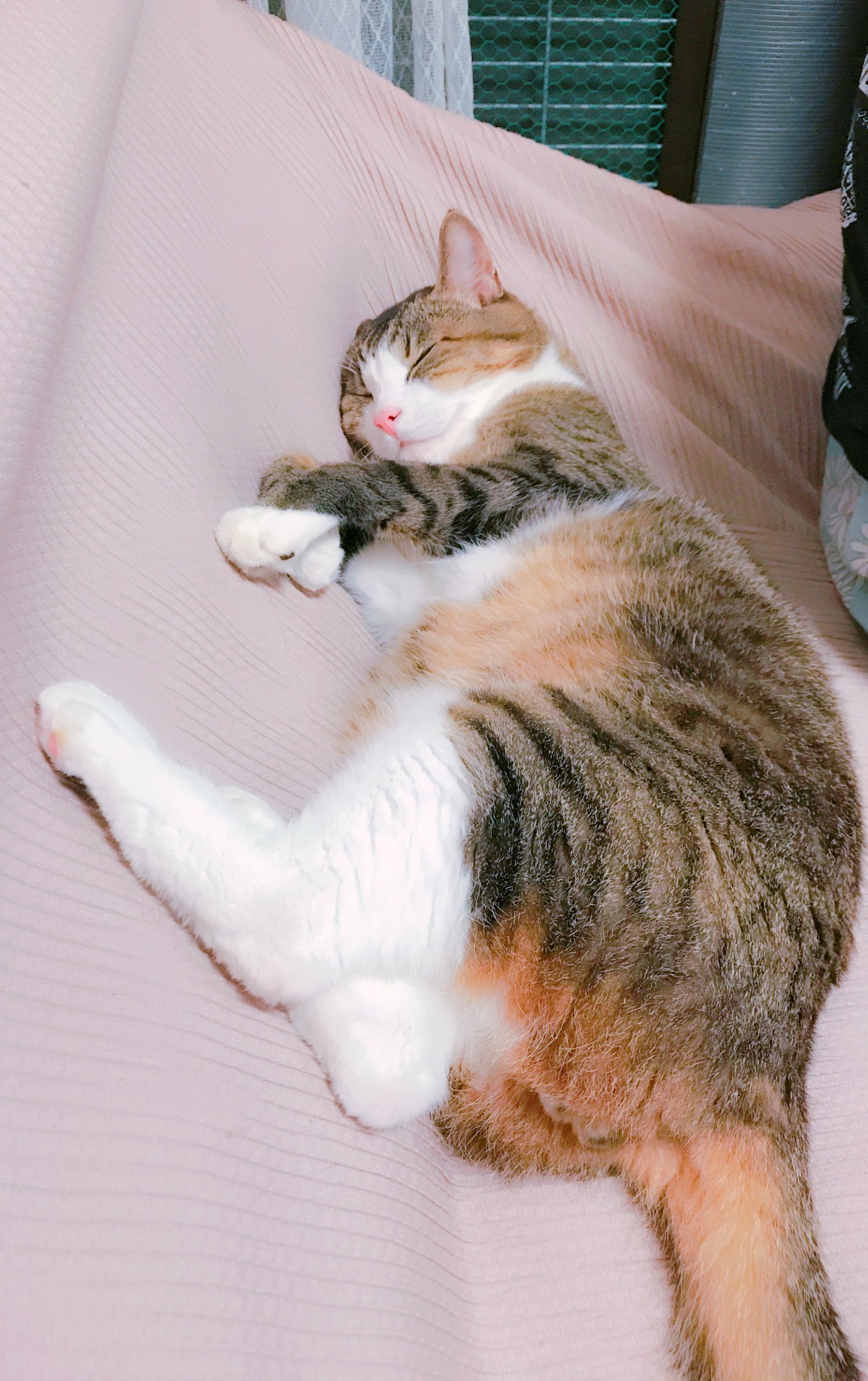 お 寝 坊 さ ん 𓈒𓏸