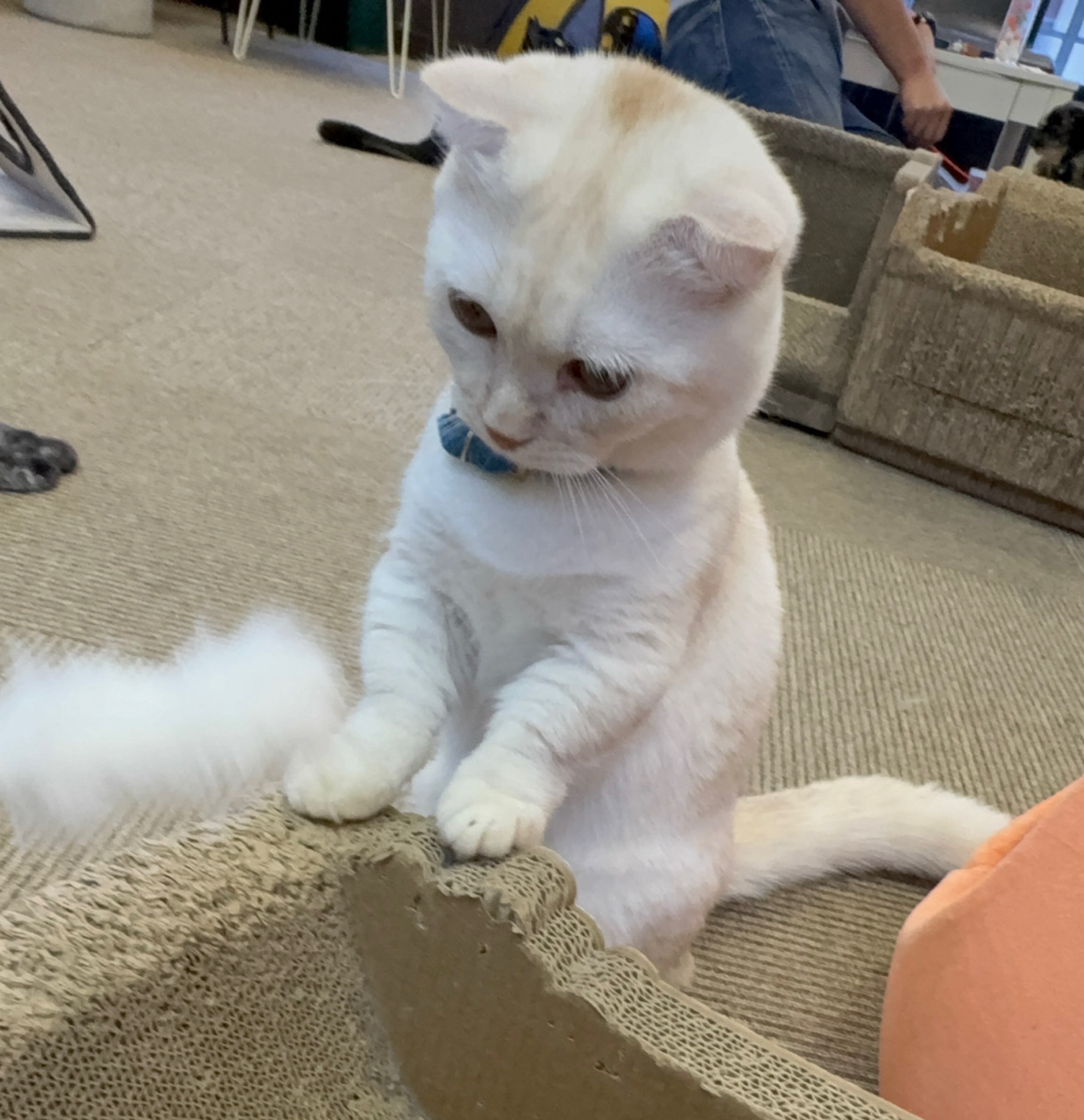 雑談、相談、寝落ち、潜りなんでもいいよ〜