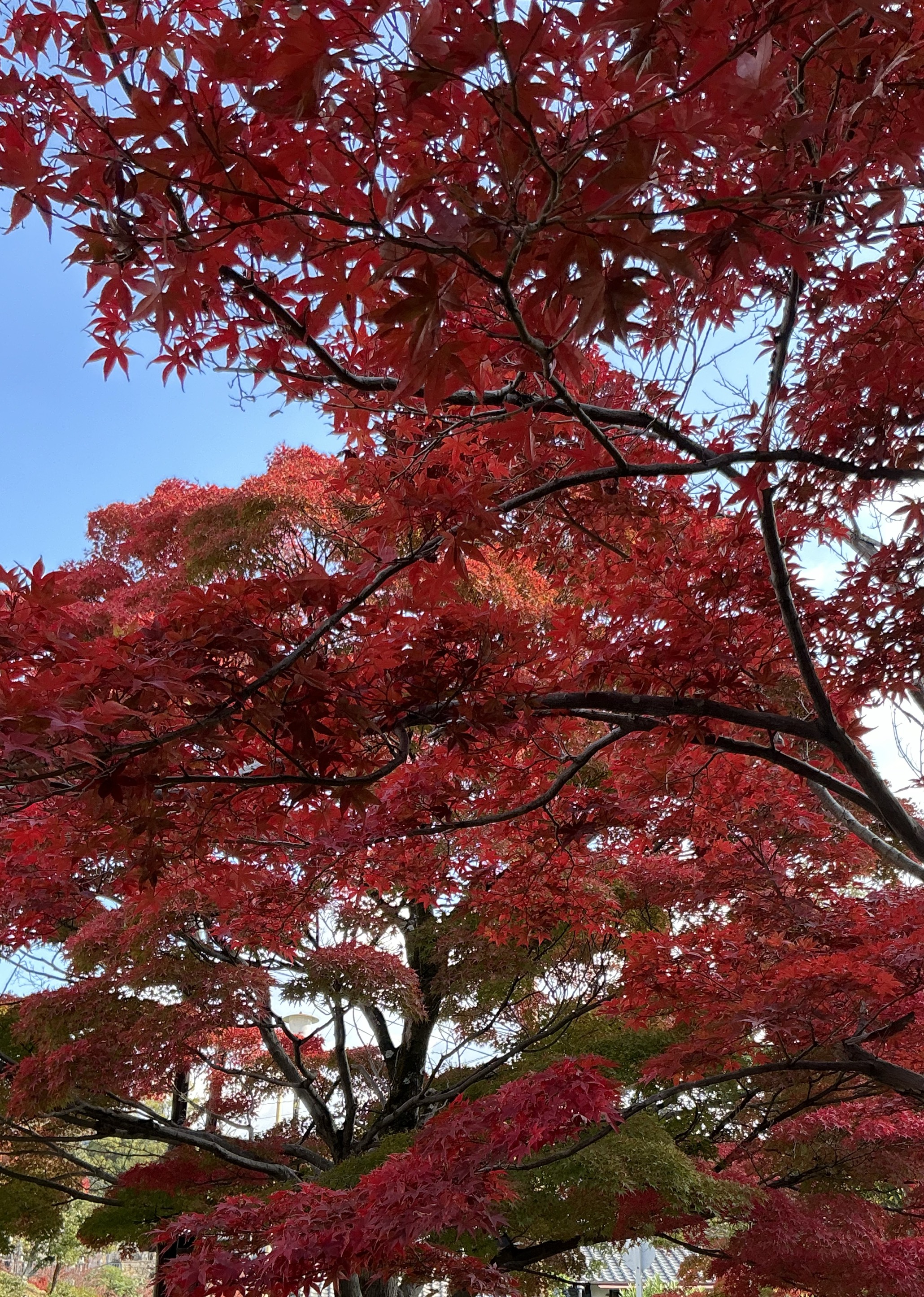 紅葉狩り:画面ほぼ見てません、悪しからず