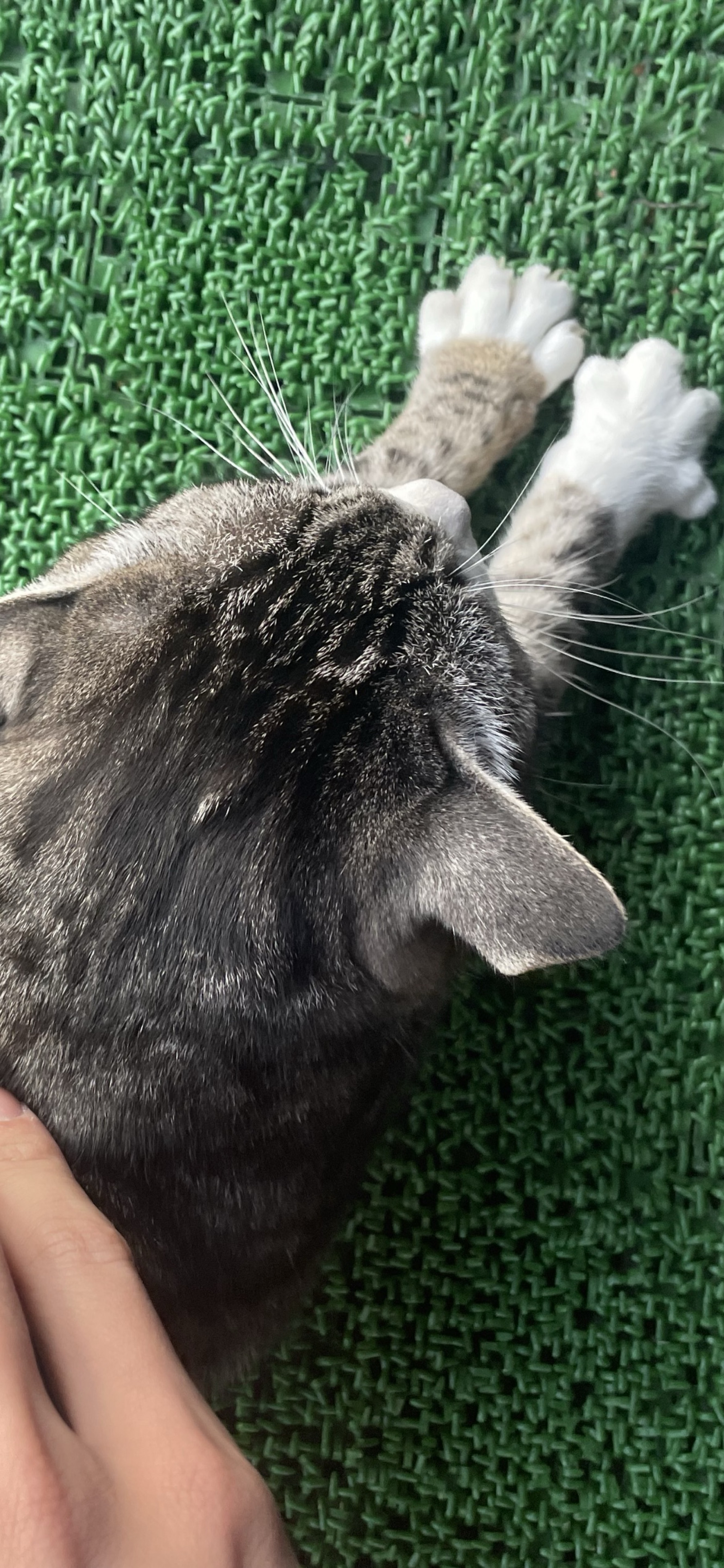 甘い声に漂う𓂃.