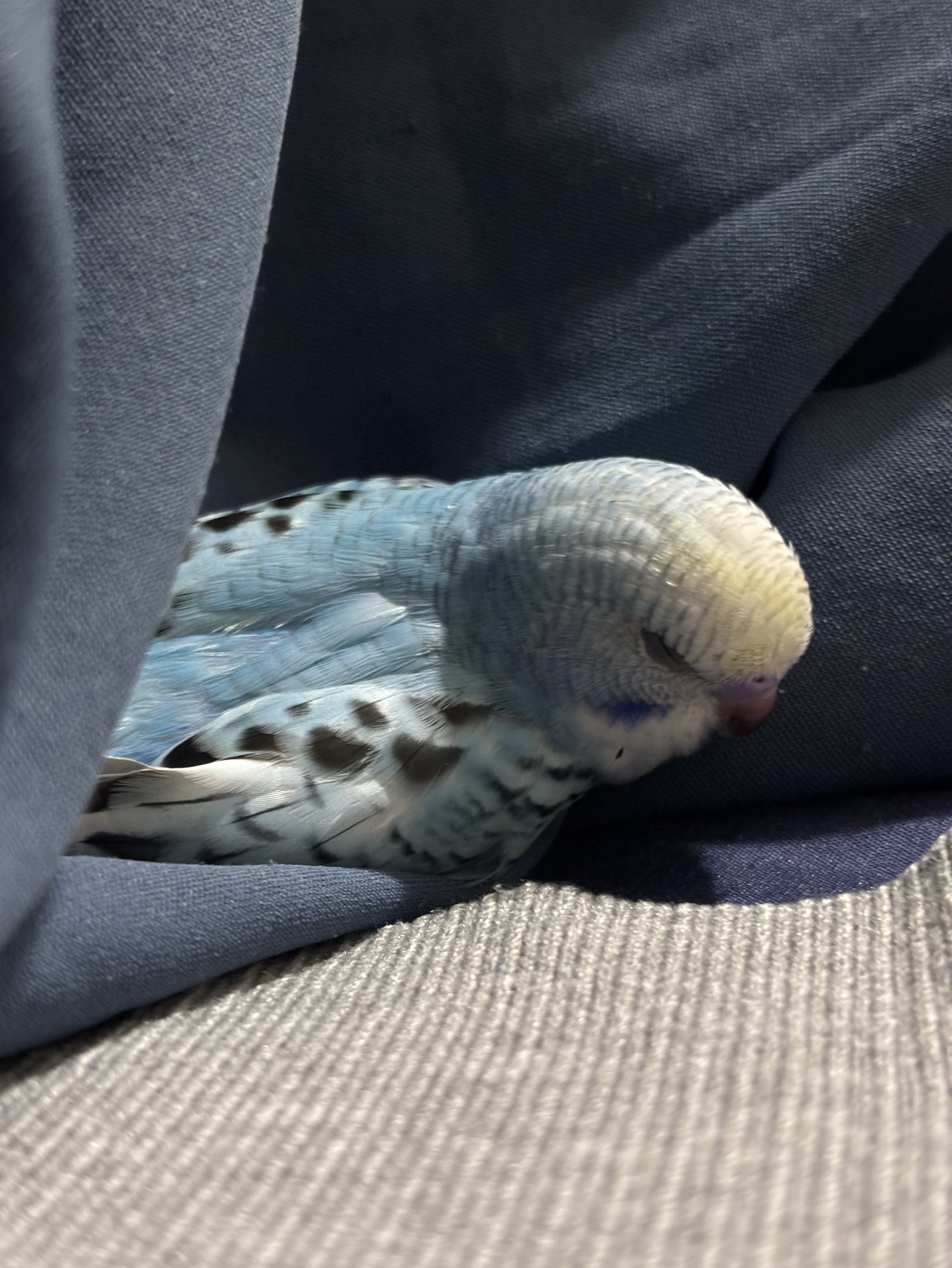 初見〇寝落ち〇雑談