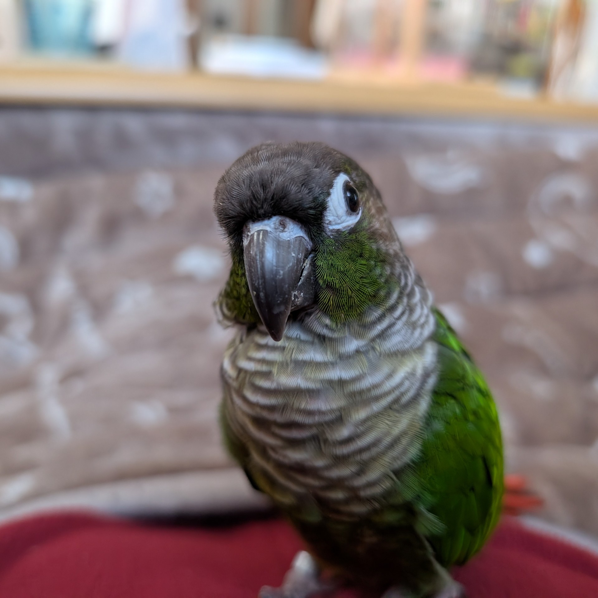 お口が暇です。