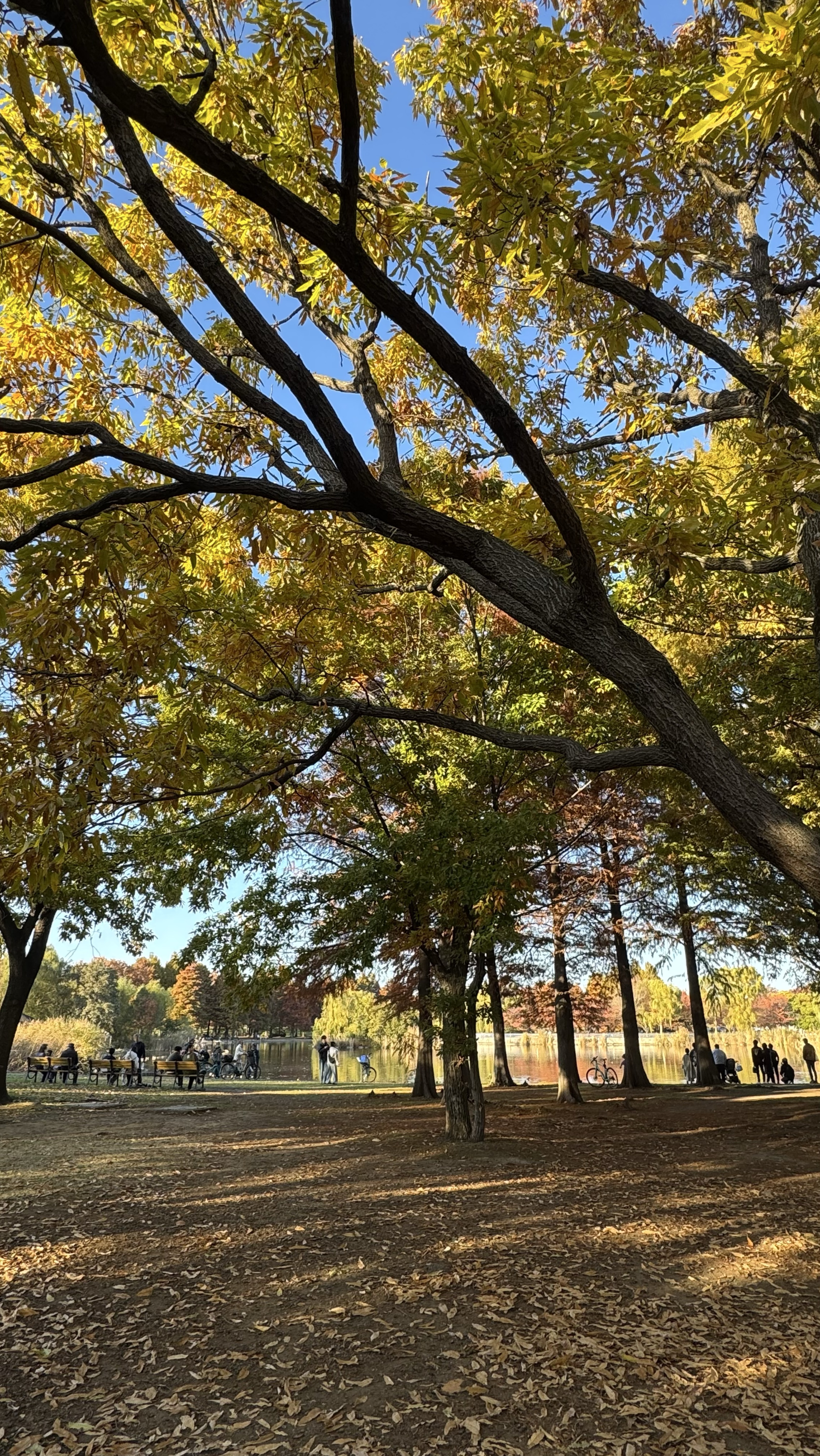 睡眠導入剤🌙.°