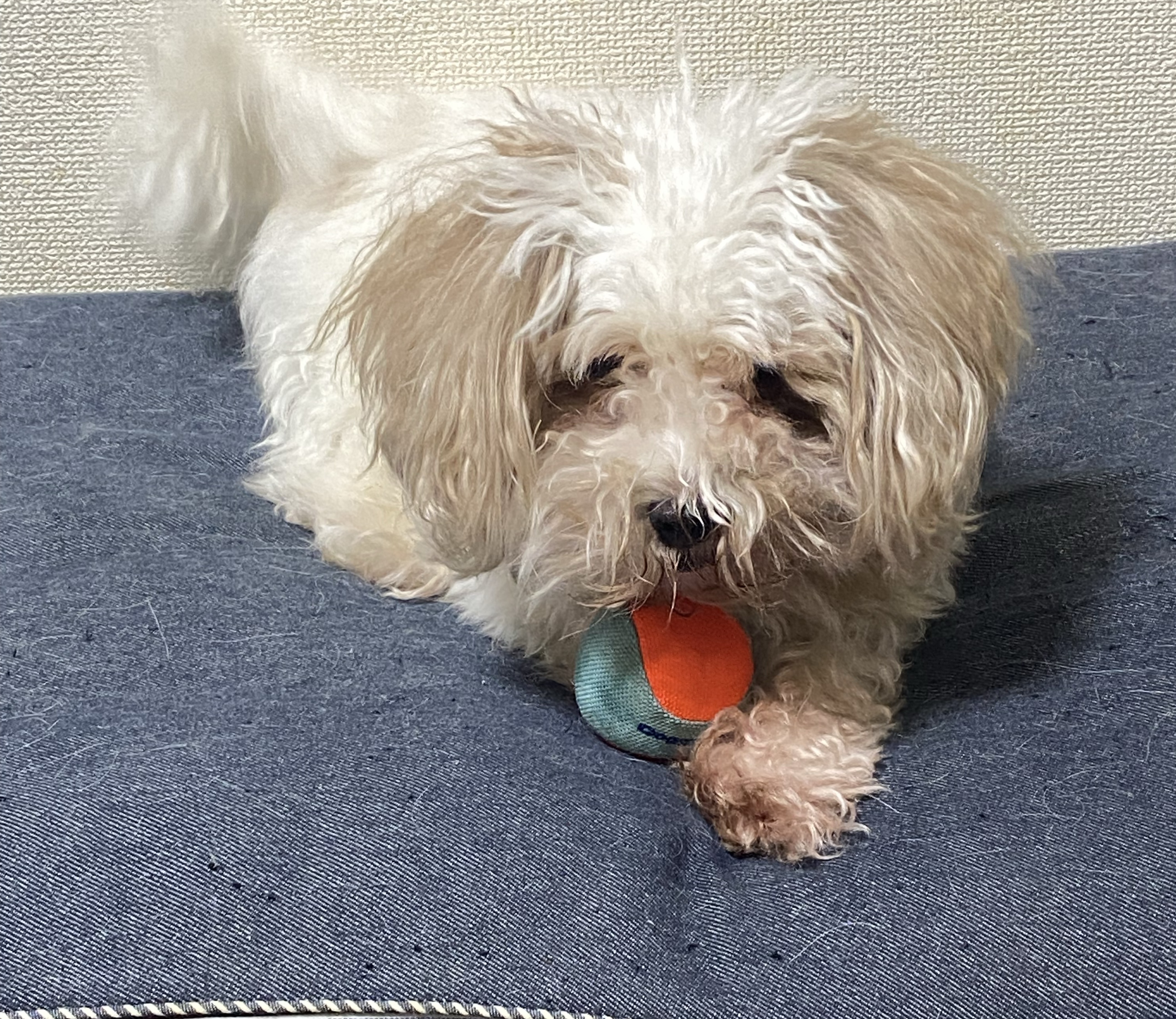 ẗ̤⚓︎ おはよショート