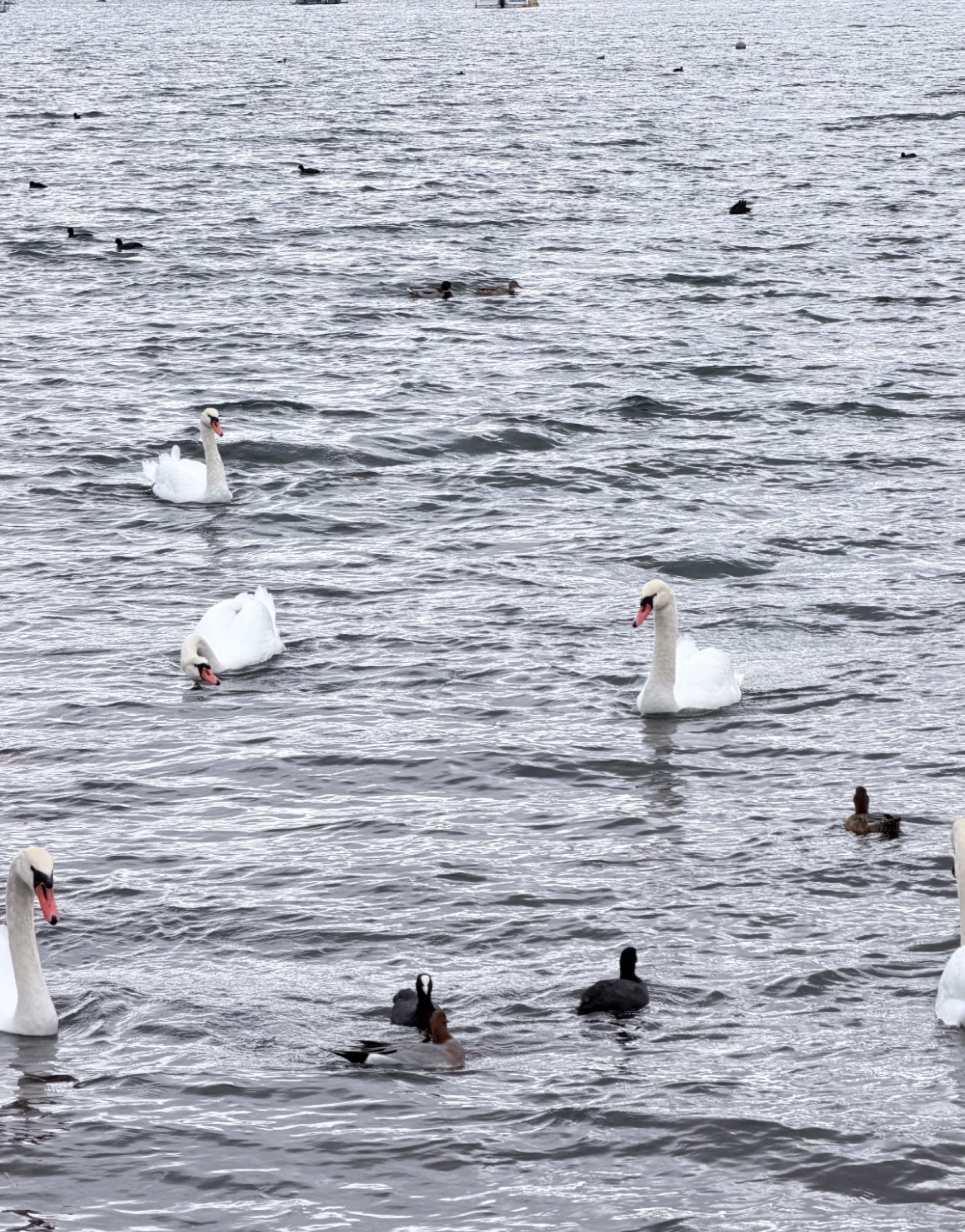 🌷無酸素配信中📡𓂃🫧‪🌷初〇