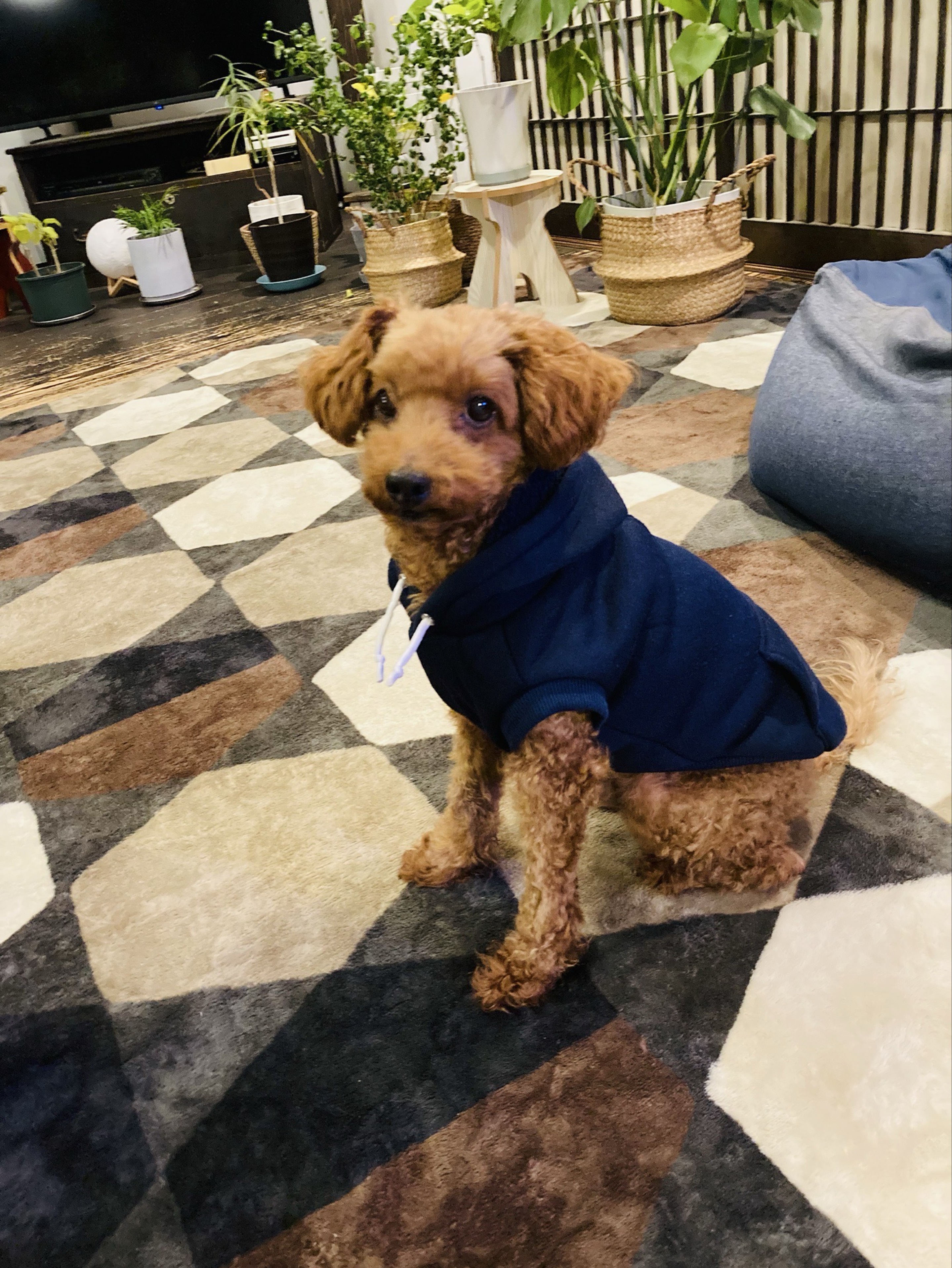 初潜◎:機材歌枠