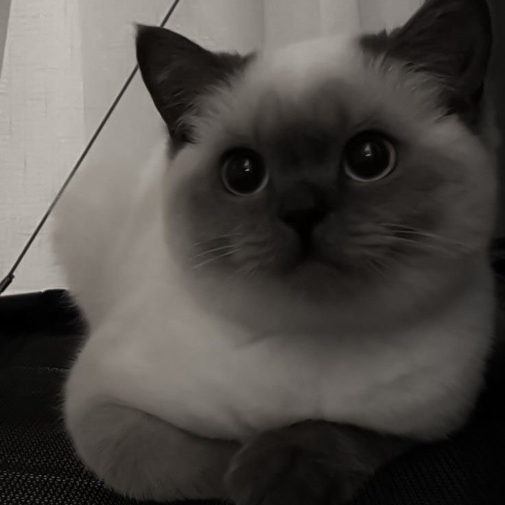 鼻声です₍ᵔ· ̫·ᵔ₎