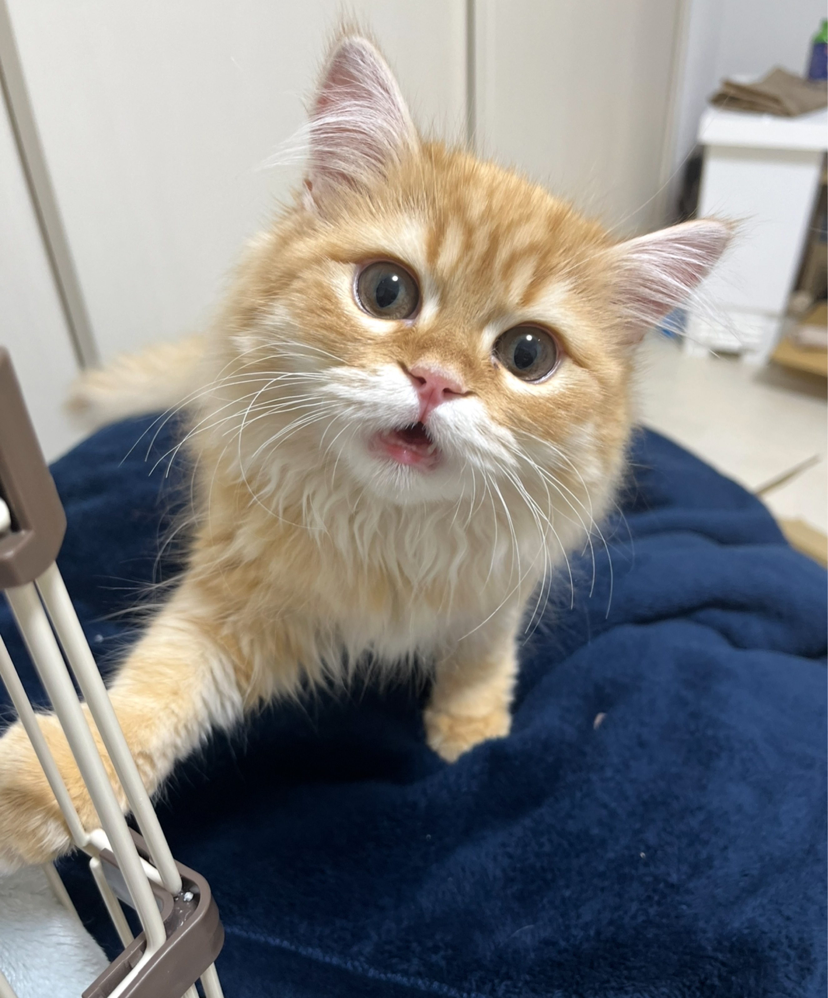 初見さん入っておいで〜‎🤍