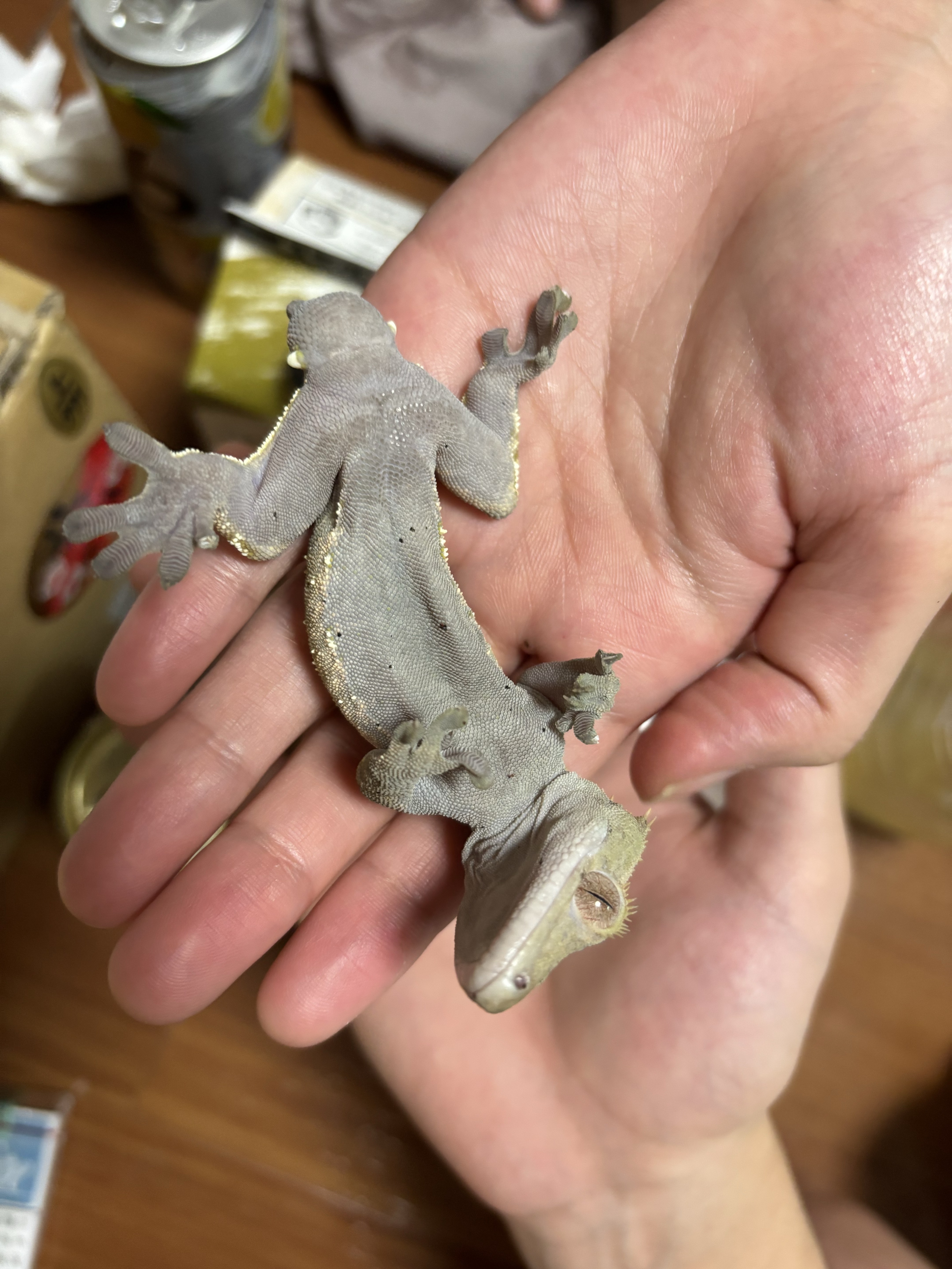 ちょこっとギター