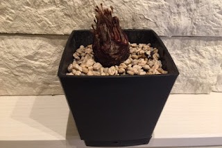 音質★★★★★