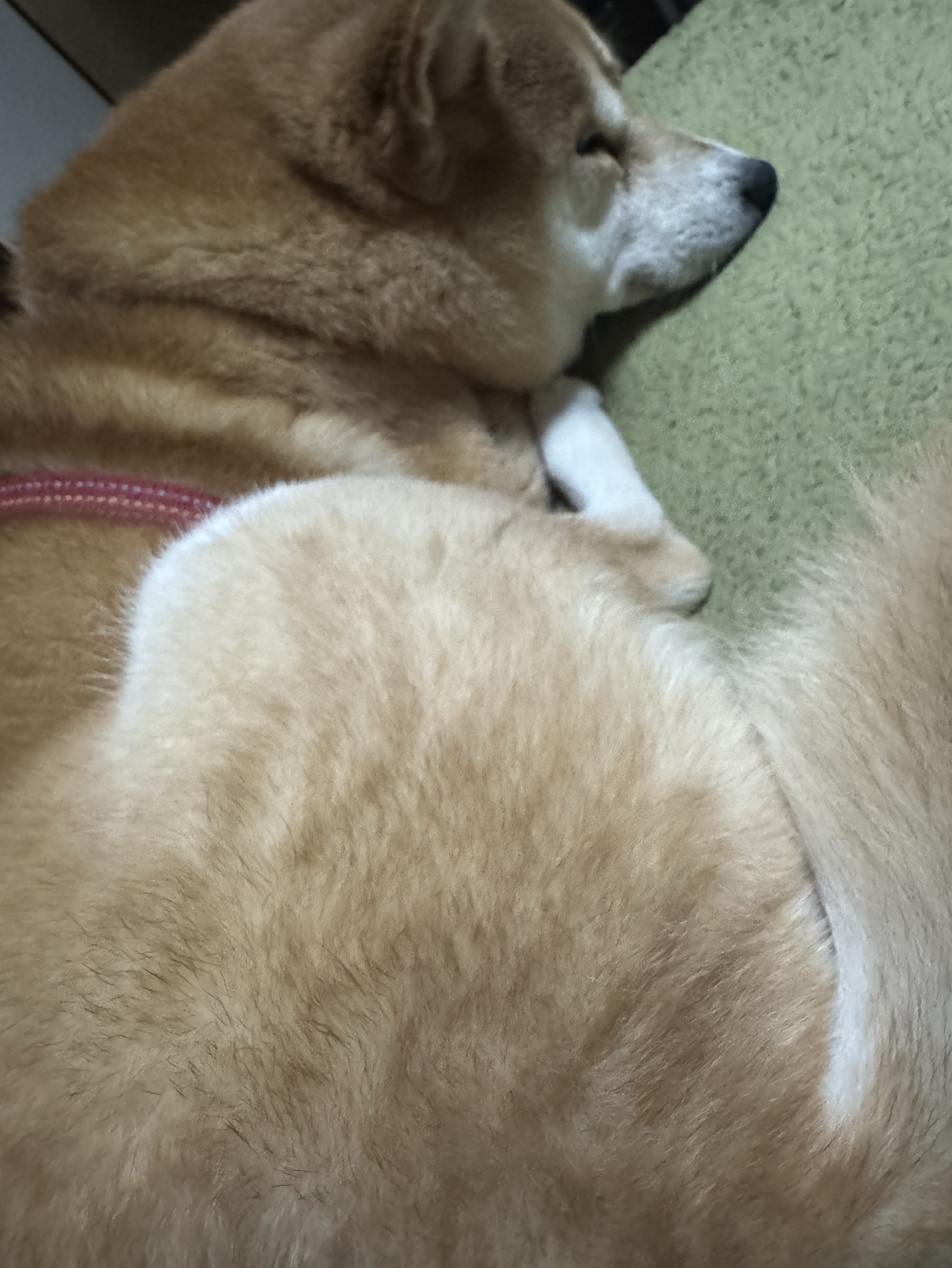 初潜〇一旦覗いてみない？