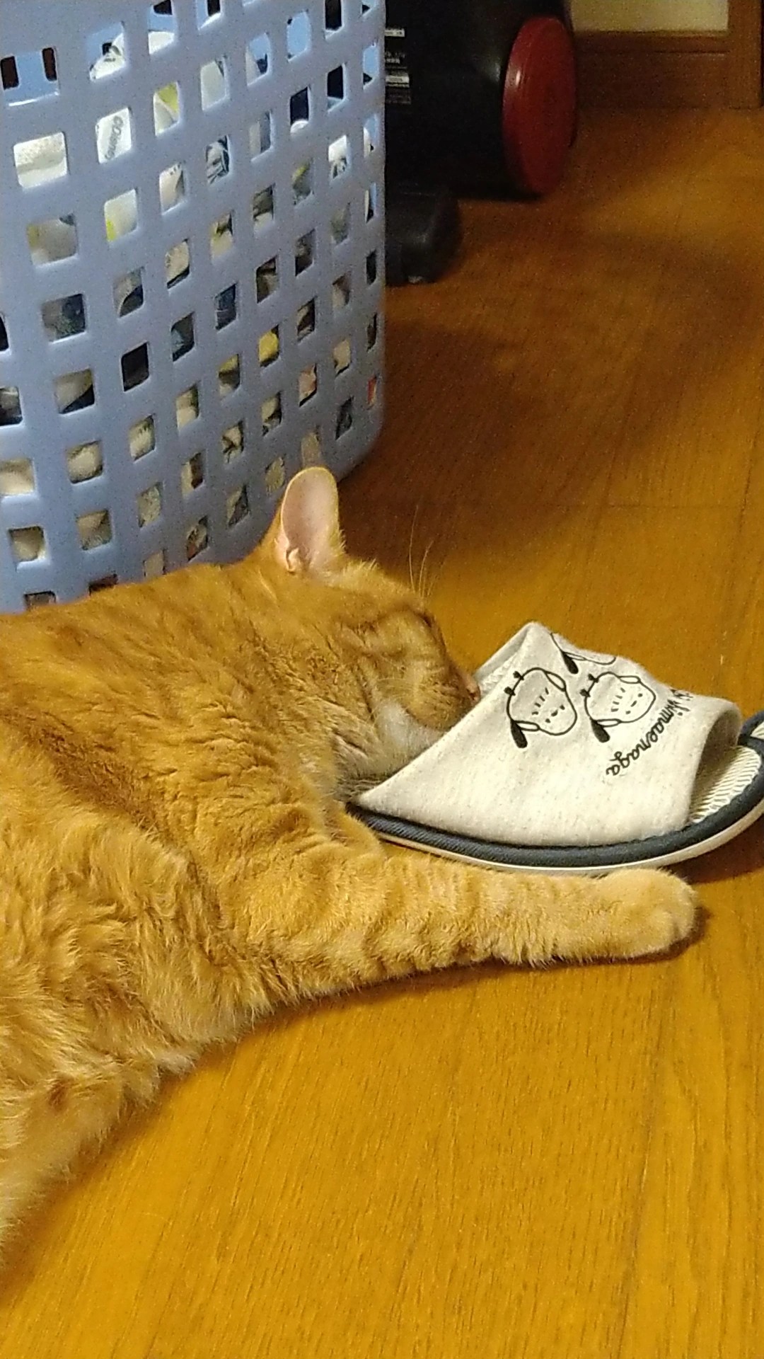 まっちょるよ❣️