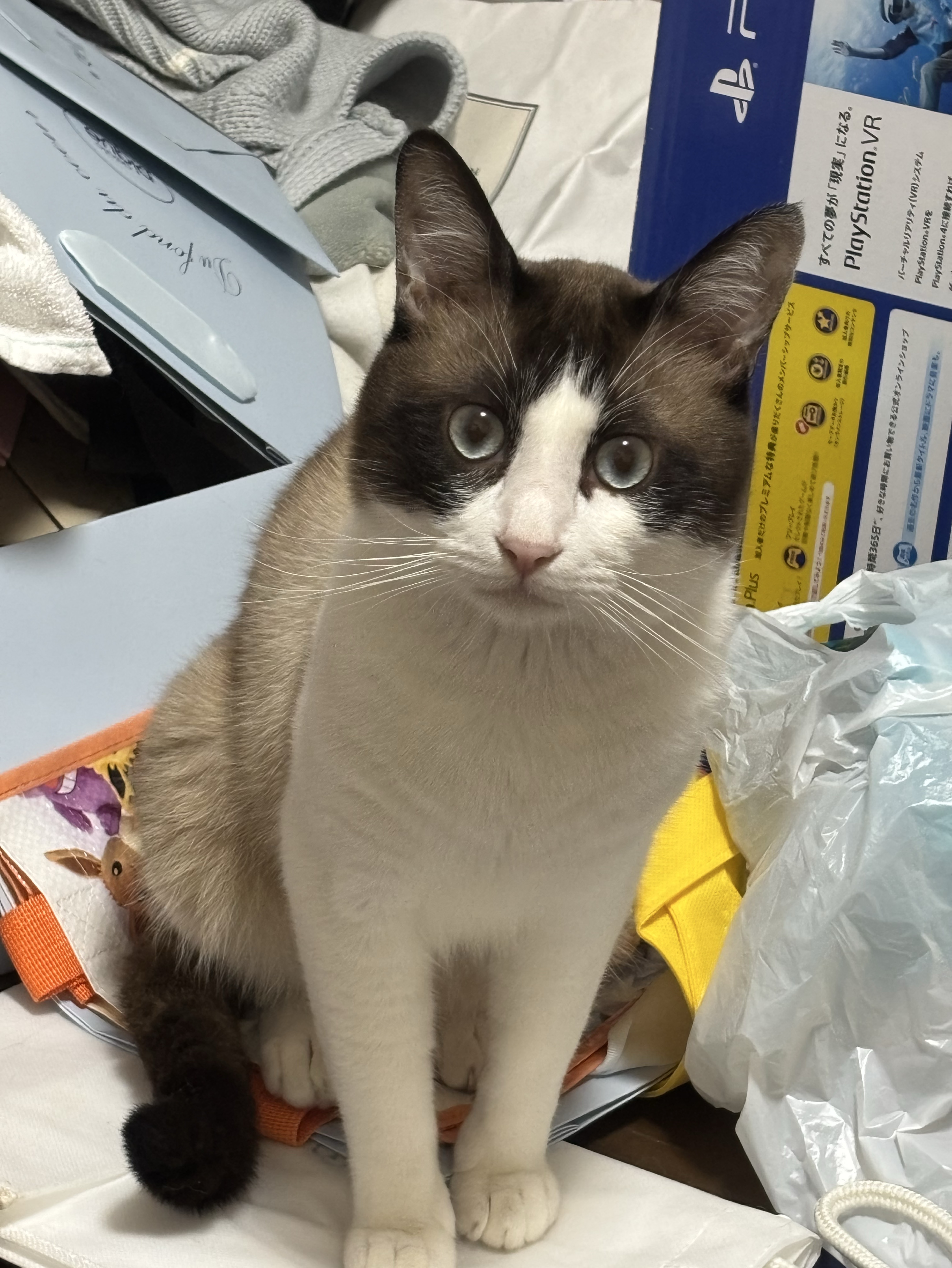 【初◯雑談】貴方と素敵な夜をฅ⸃⸃