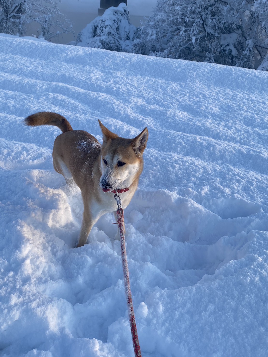 【初◯雑談】貴方と素敵な夜をฅ⸃⸃