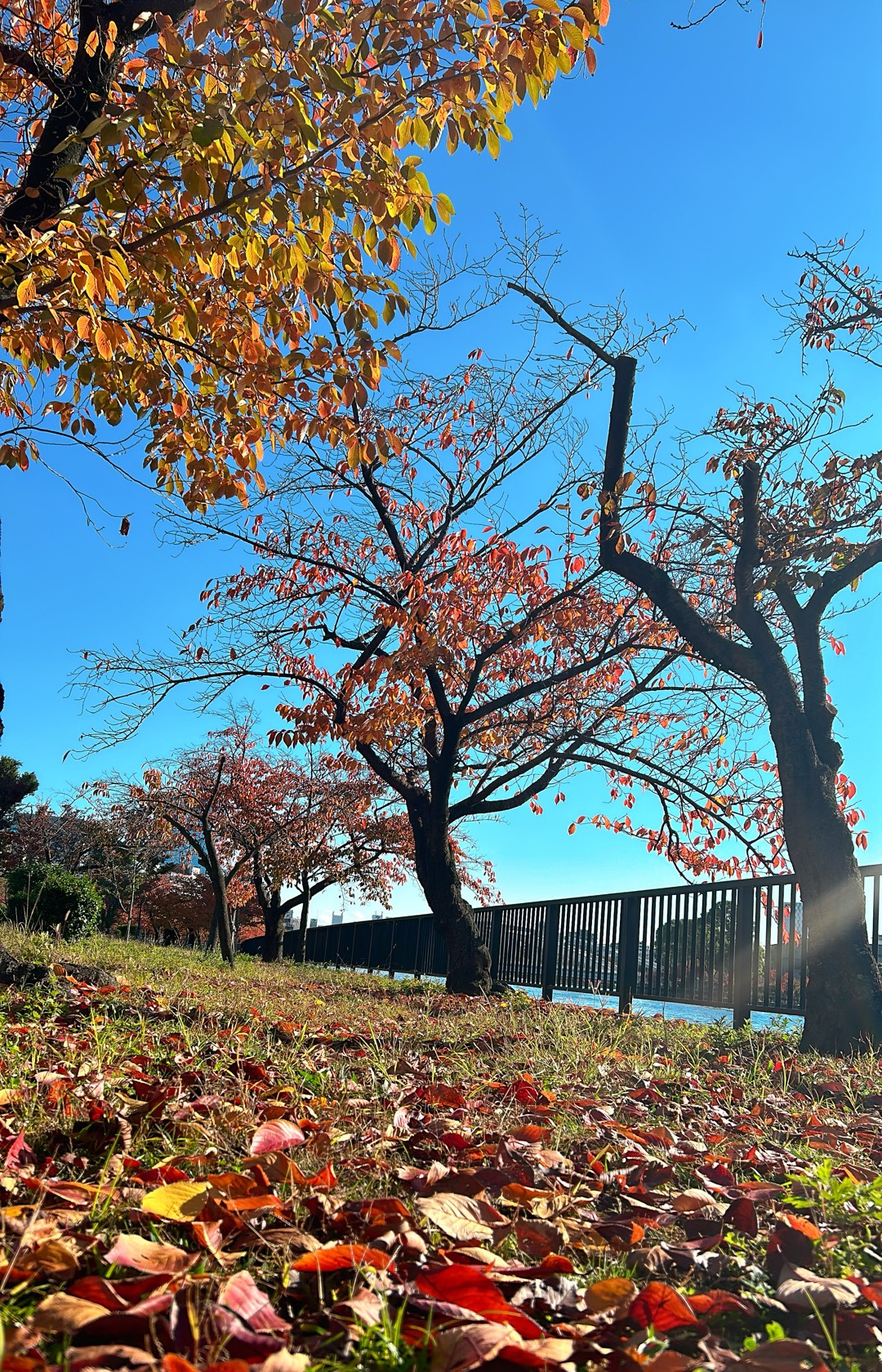 自由人🎹ひきがたり