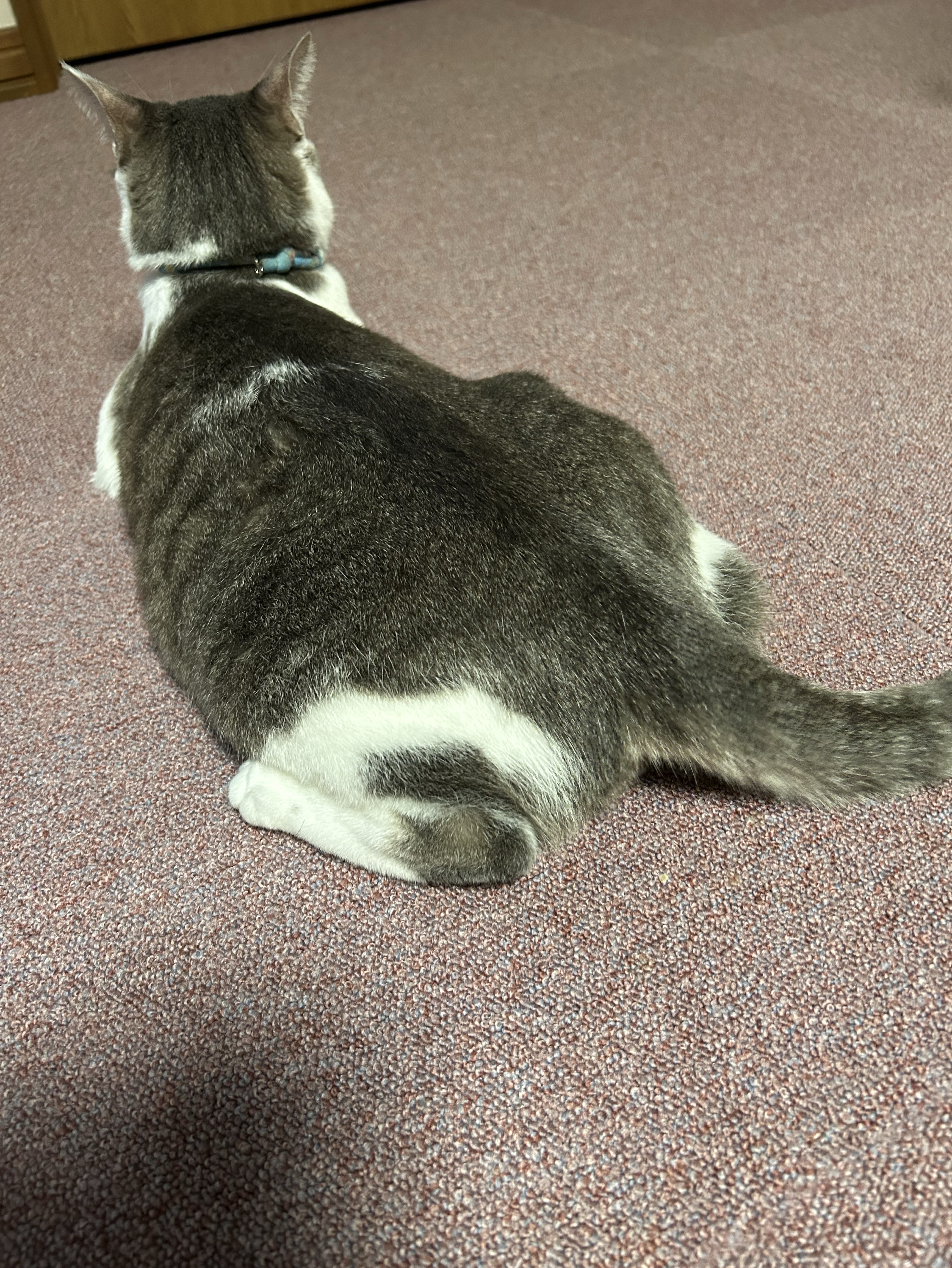 中低音/介護  元気どーぞ✨短時間～