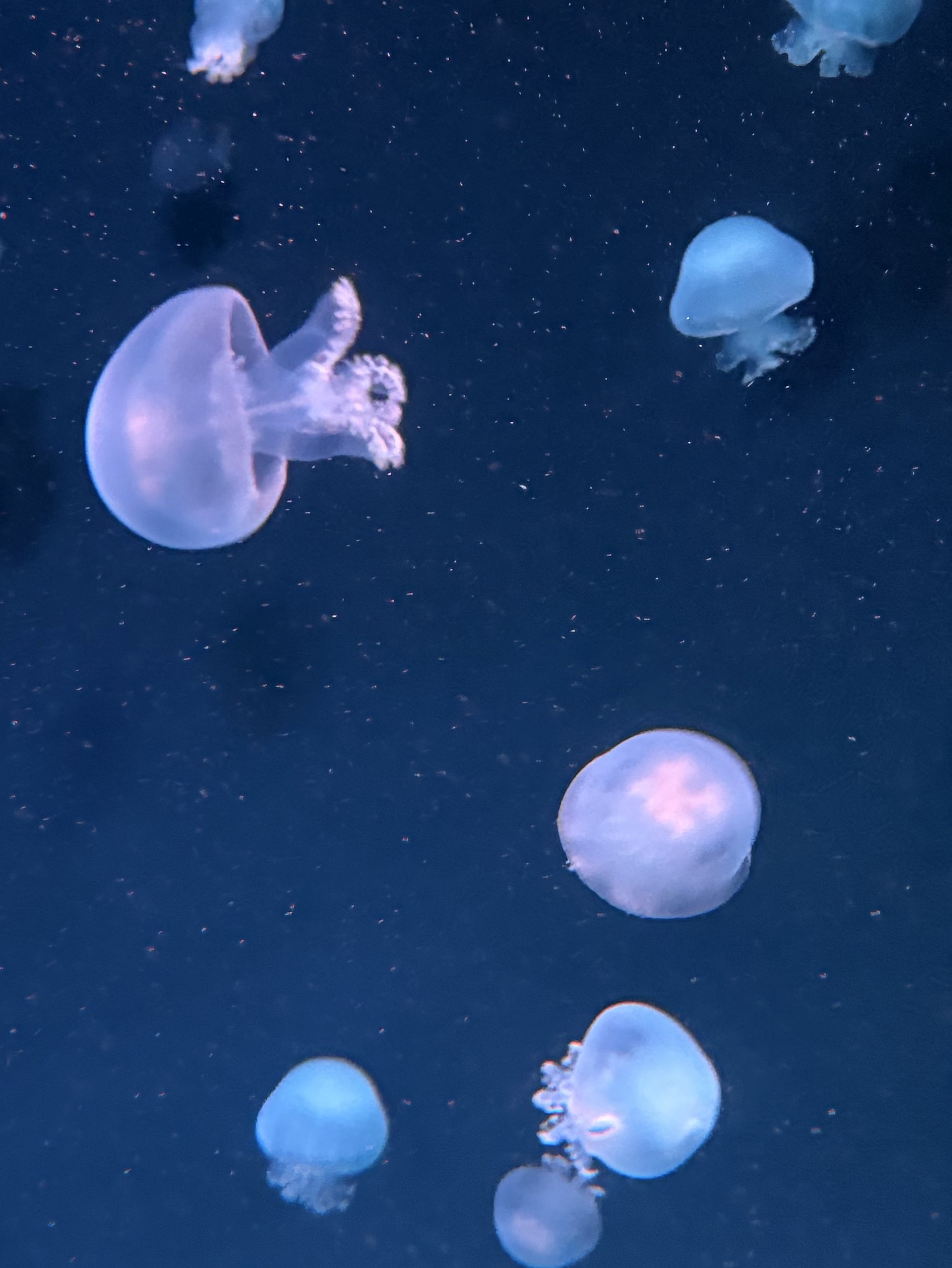 無言勉強コメント見ません