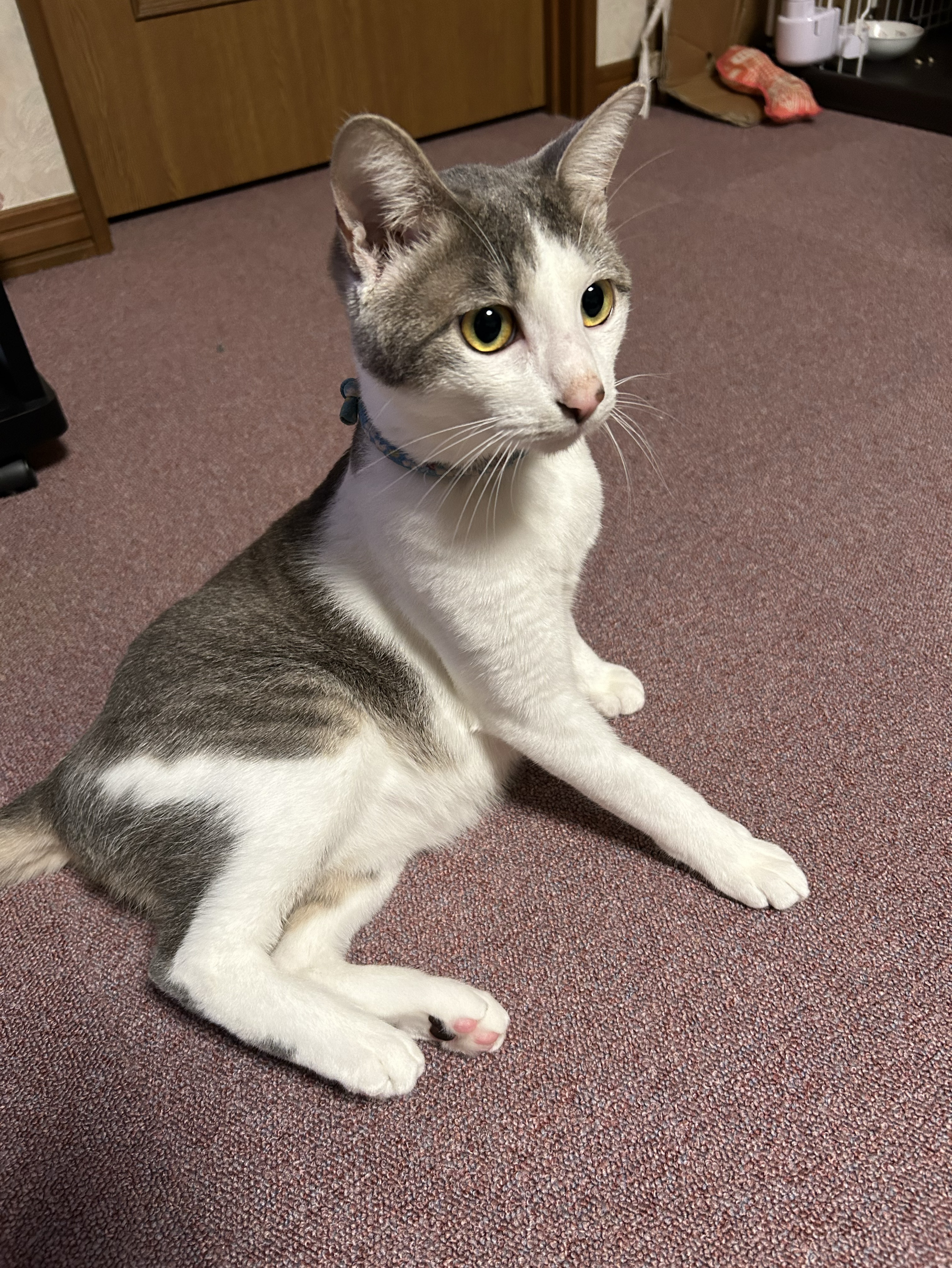 中低音/介護  元気とまったりを