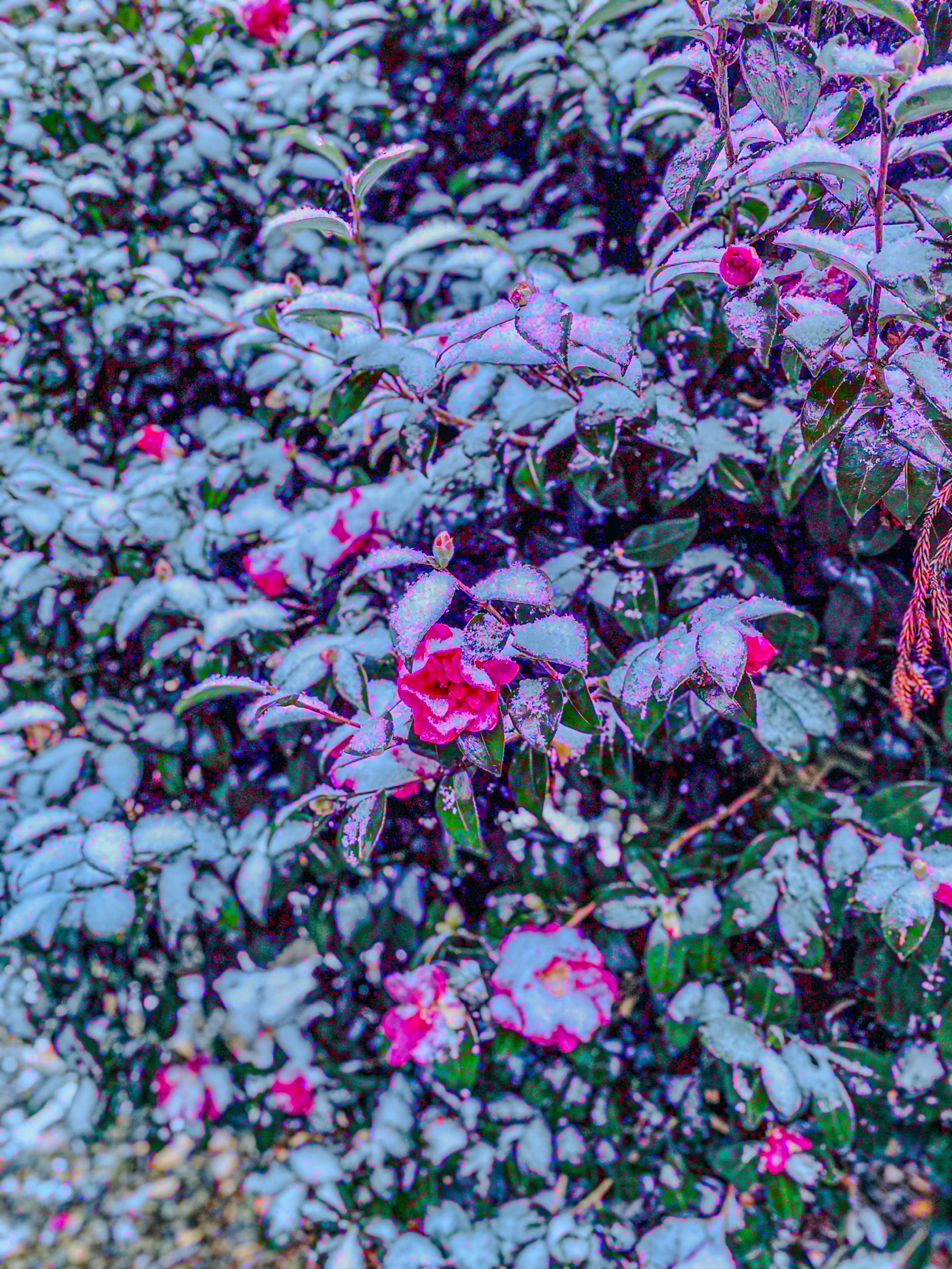 初潜寝◎誰でも歓迎な雑談配信 深夜枠