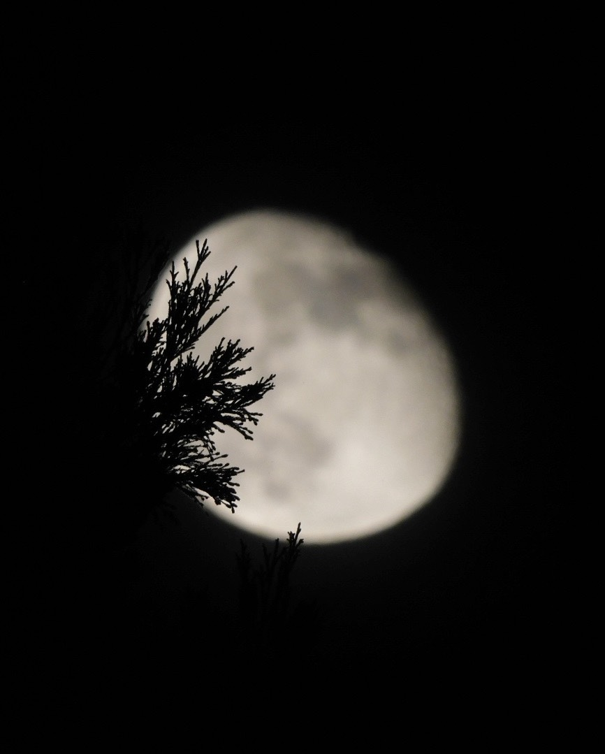 枠主参加型寝落ち枠