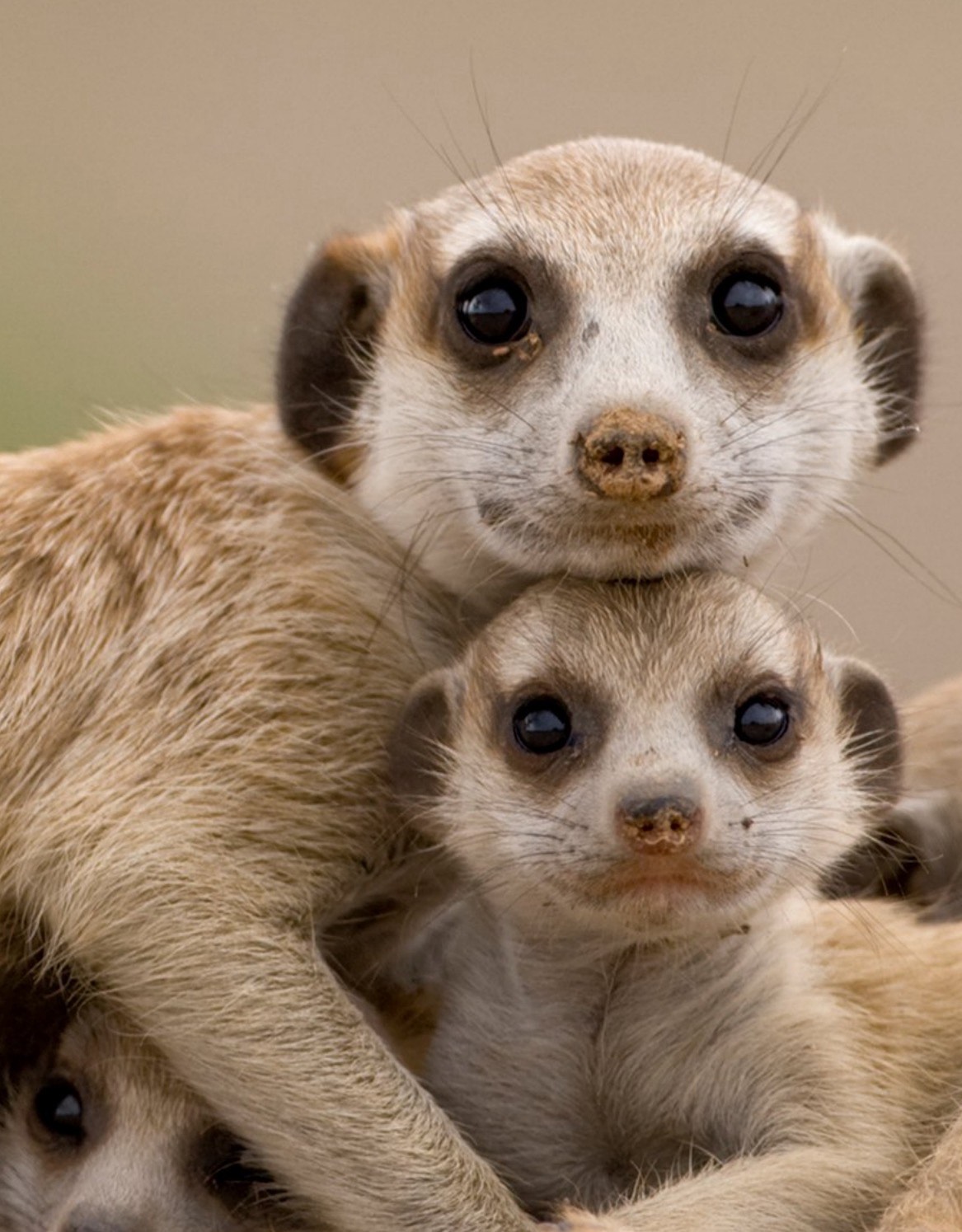 羊を数えるより僕の声